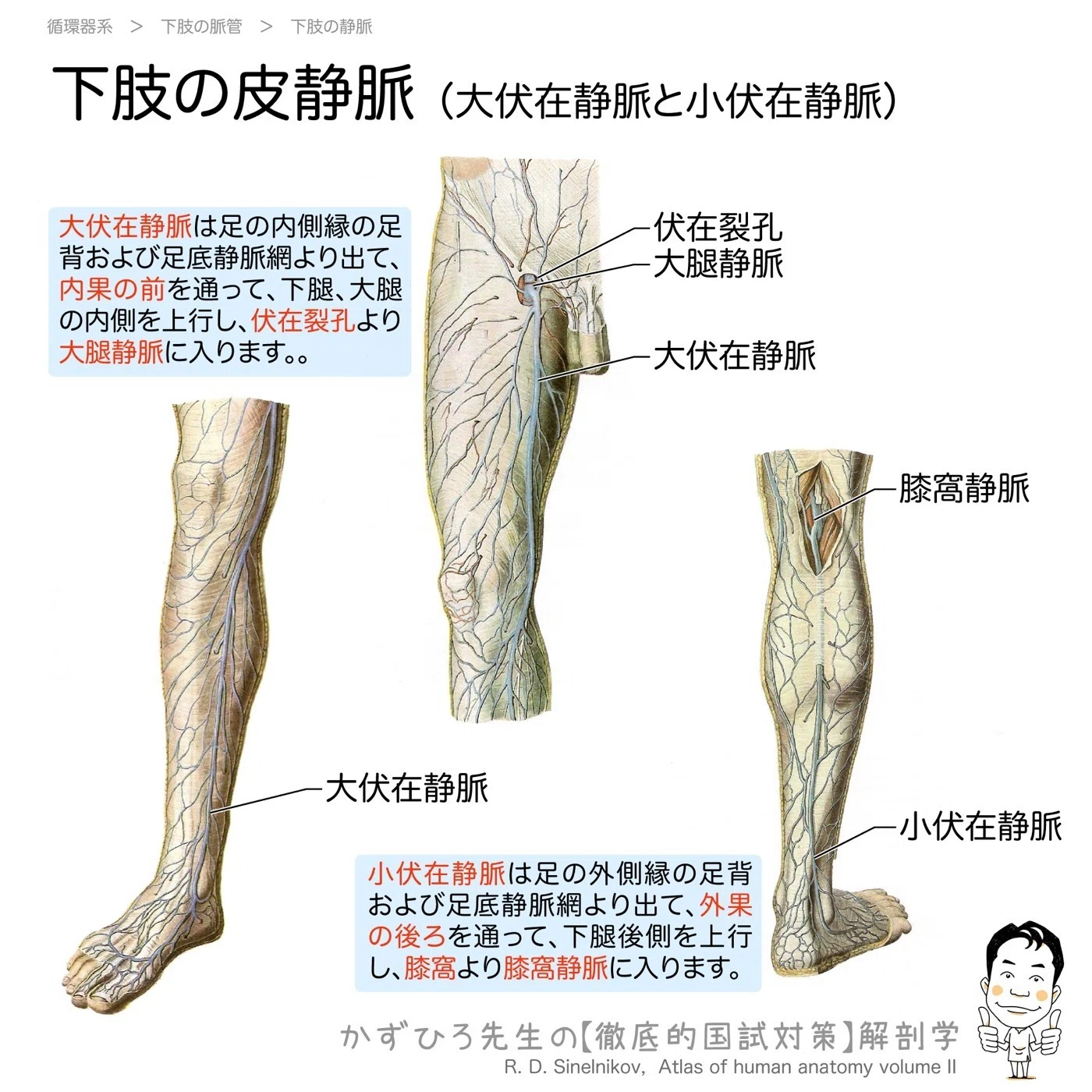 下肢の皮静脈｜「大は内果の前、小は外果の後ろ」で覚える｜かずひろ