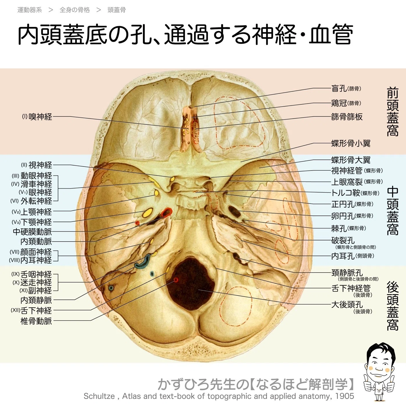 内頭蓋底の孔と脳神経は「前から順に」で覚える|国試頻出の整理法 内頭蓋底の孔と脳神経は「前から順に」で覚える|国試頻出の整理法
