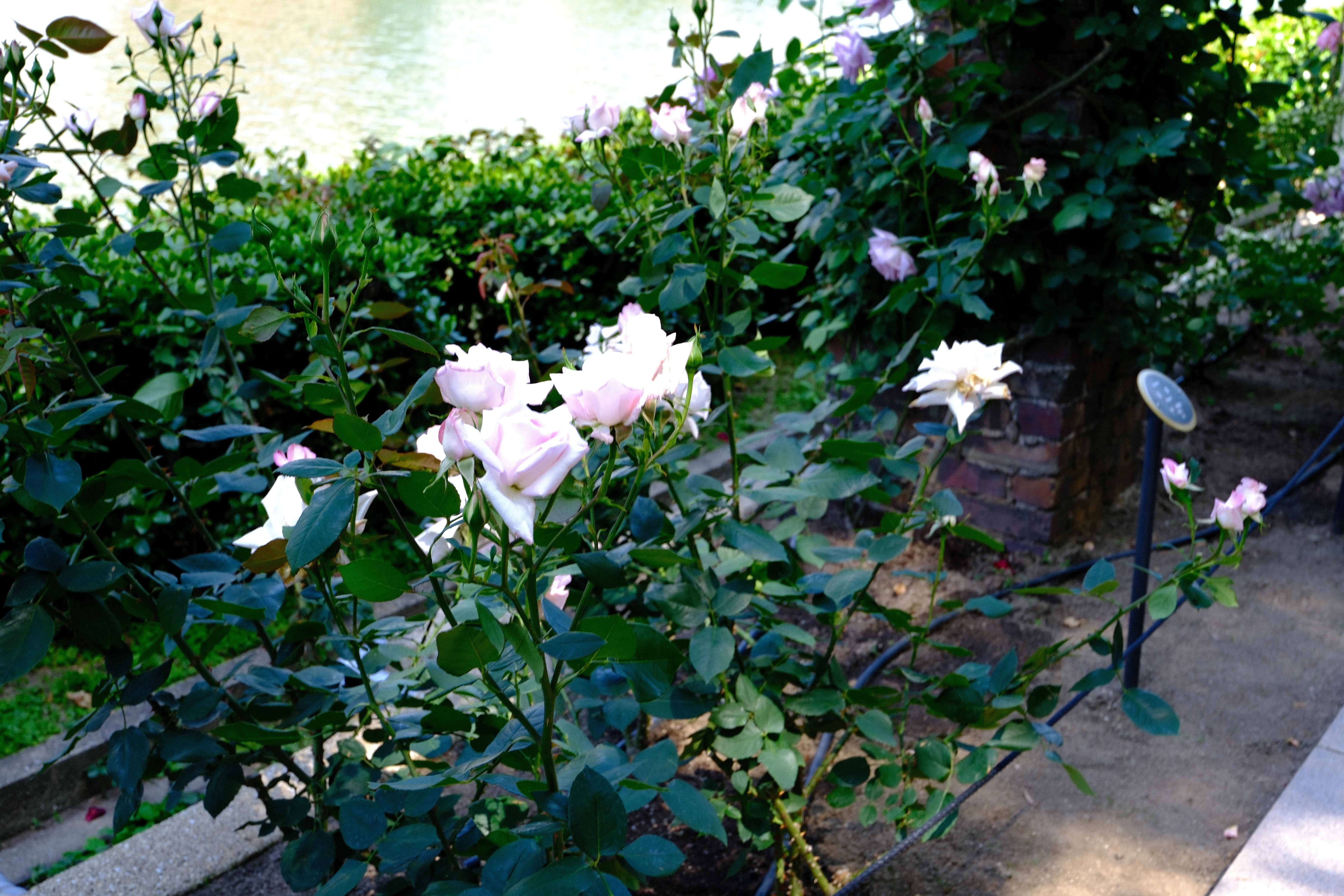 📷X-T30III × 🌹Nakanoshima Rose Garden | 🇯🇵Hanayome (Bride