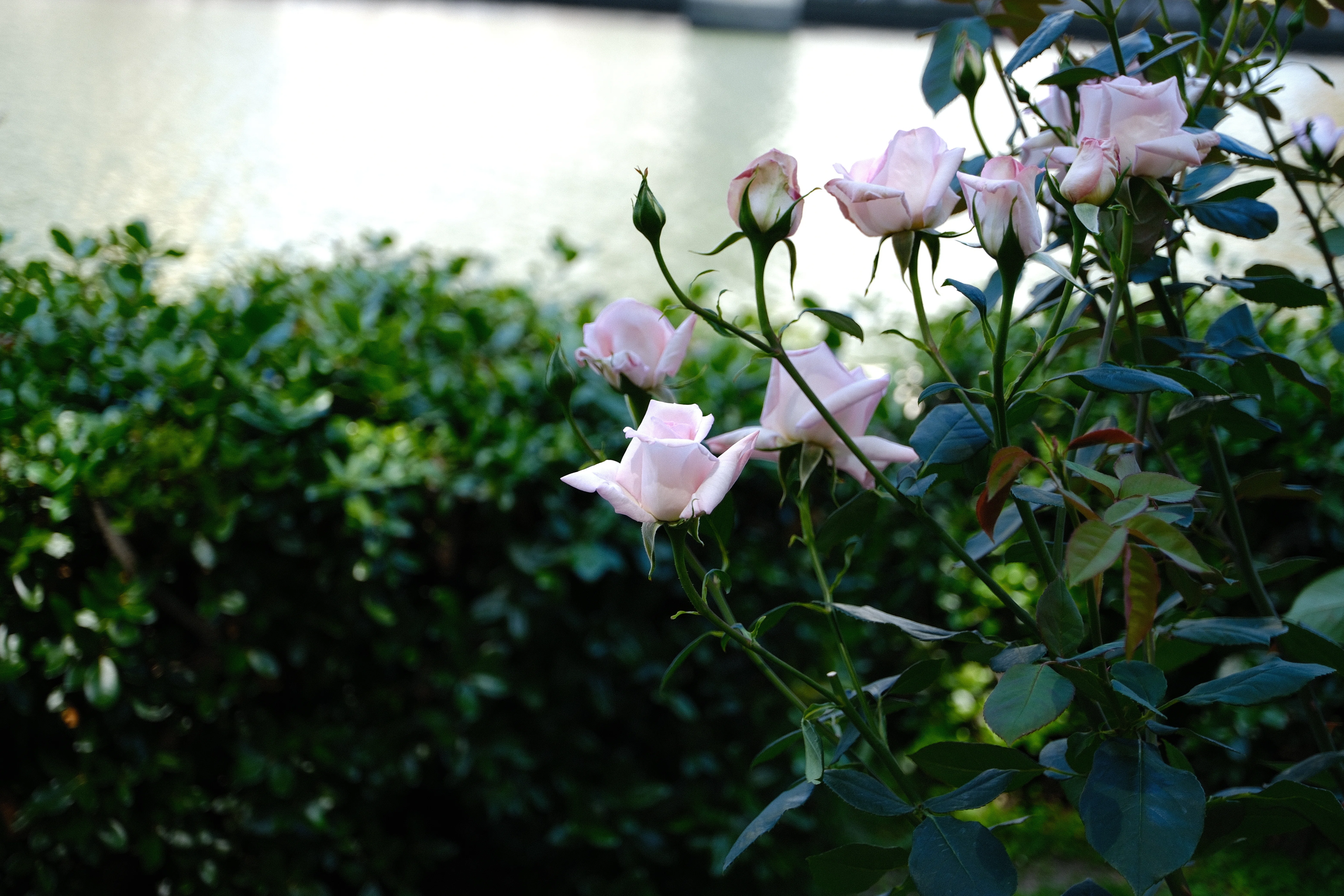 📷X-T30III × 🌹Nakanoshima Rose Garden | 🇯🇵Hanayome (Bride
