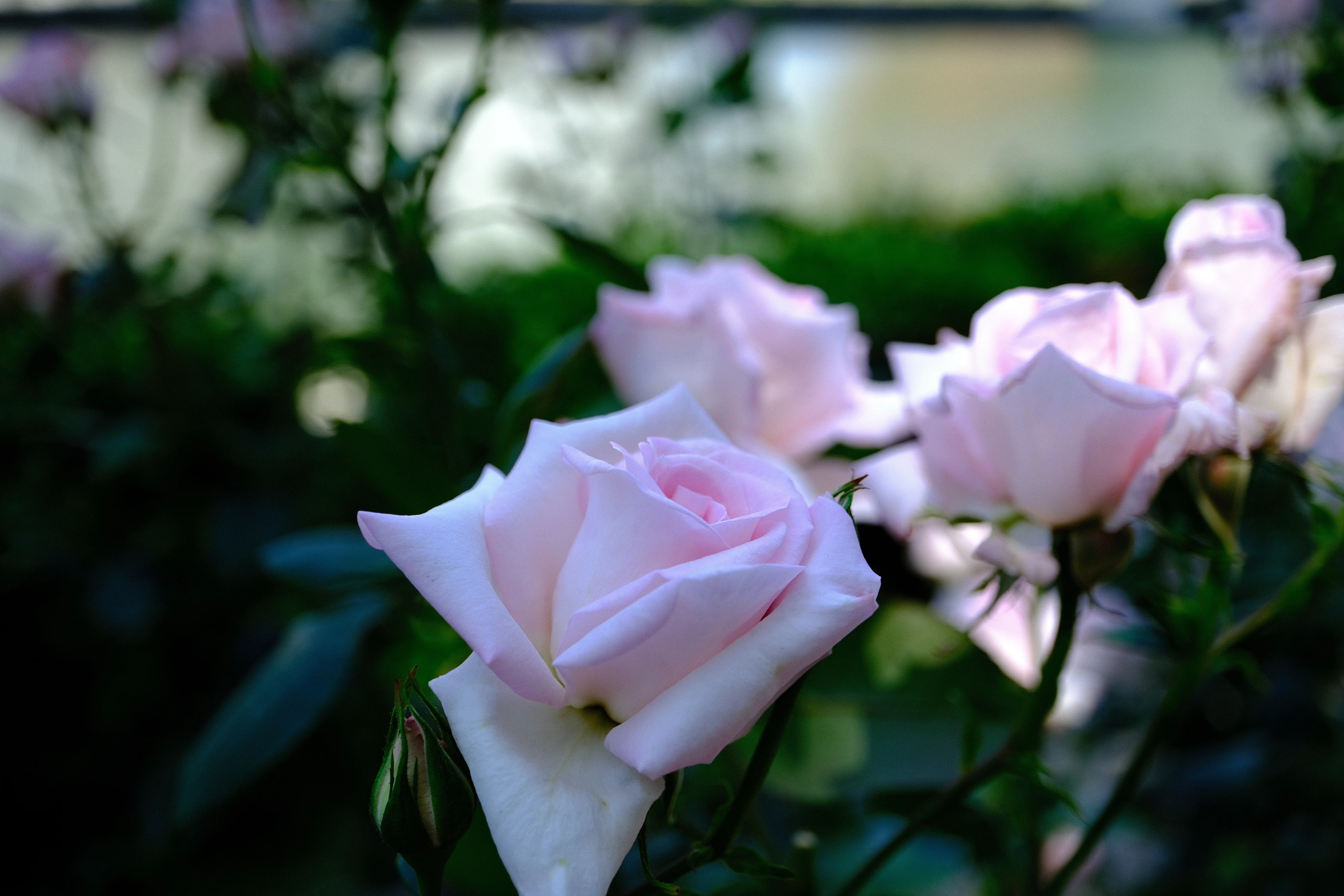 📷X-T30III × 🌹Nakanoshima Rose Garden | 🇯🇵Hanayome (Bride