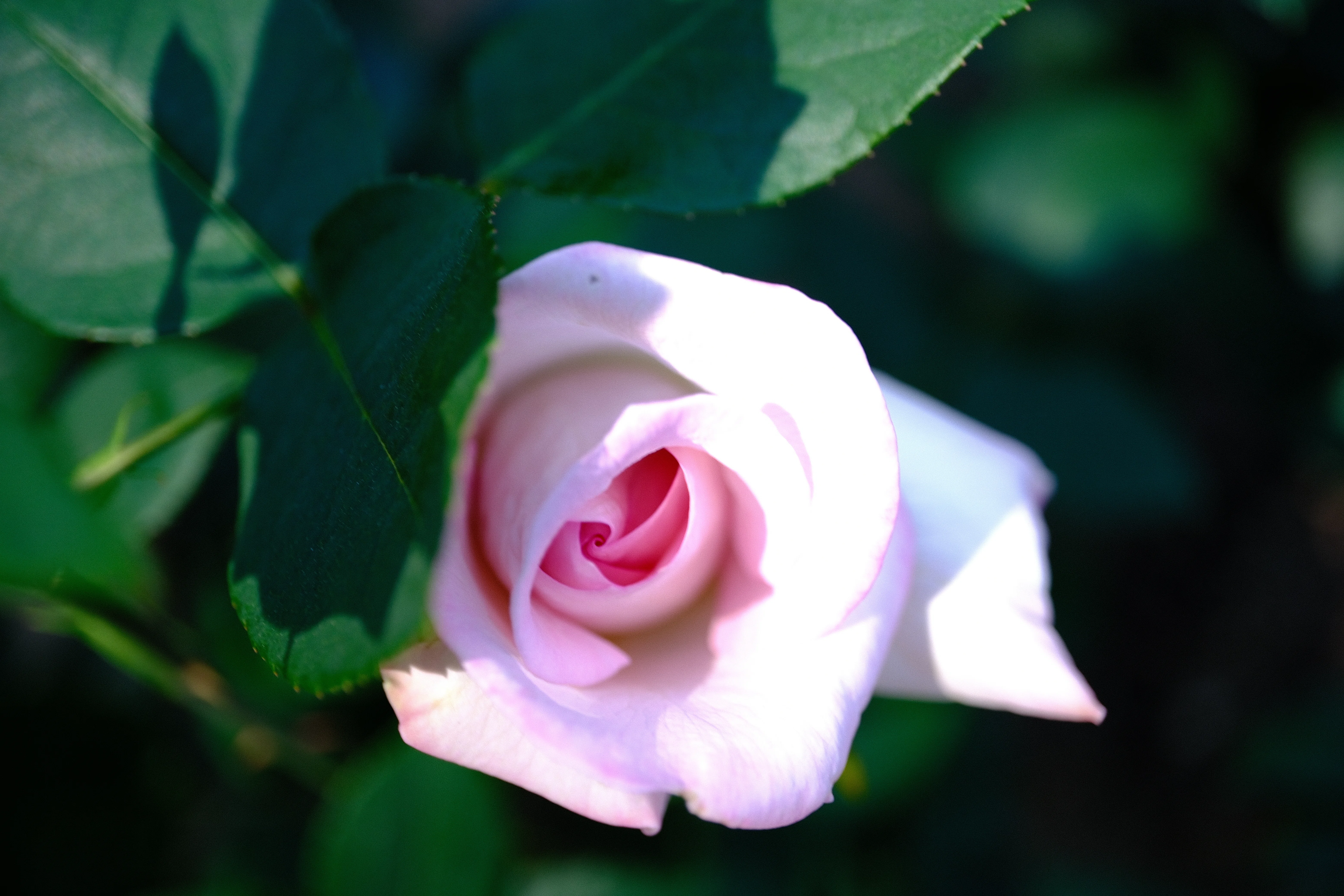 📷X-T30III × 🌹Nakanoshima Rose Garden | 🇯🇵Hanayome (Bride