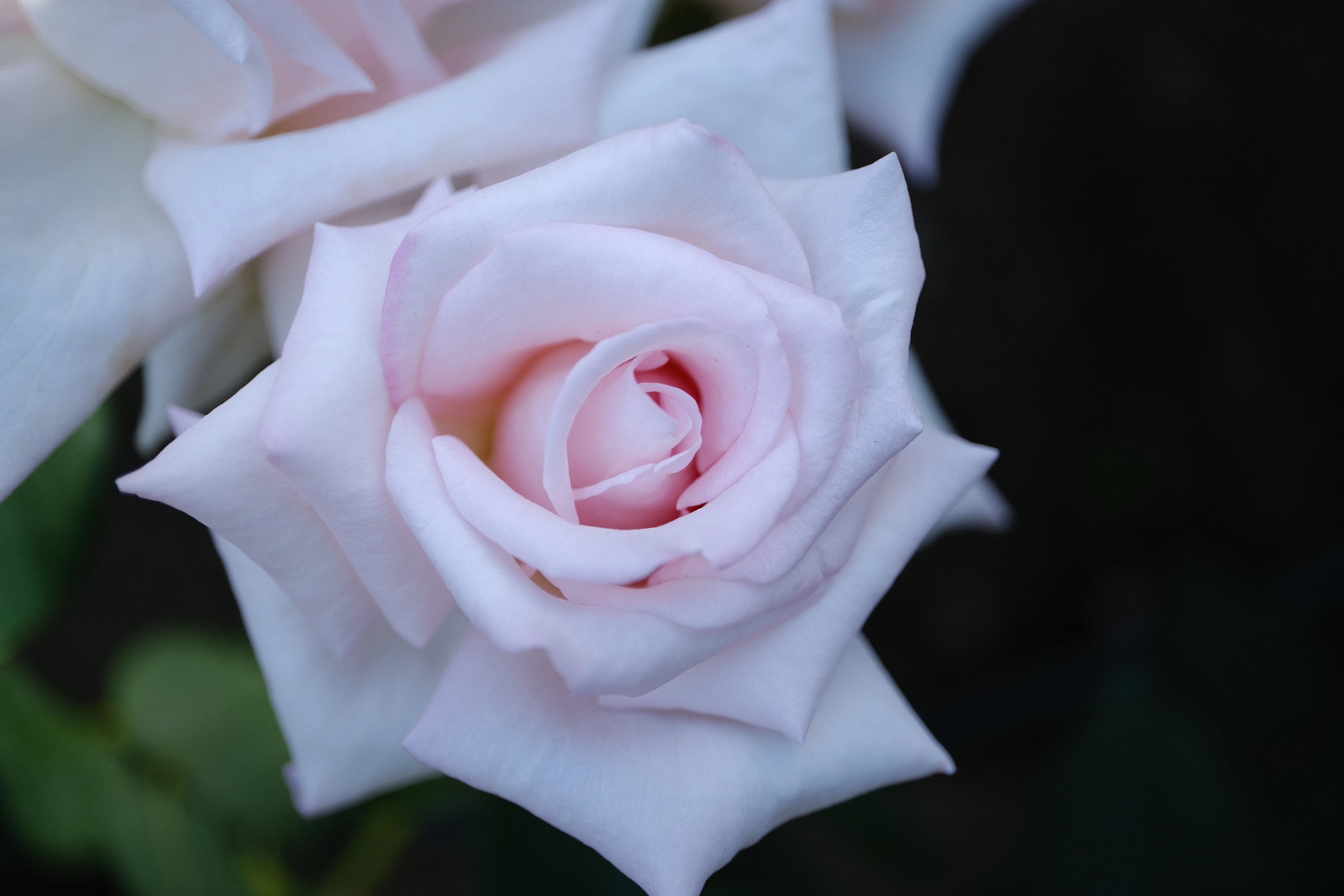 MOON☪︎ପଓ*ೃ様　　琉球*海花のたね 📷X-T30III × 🌹Nakanoshima Rose Garden | 🇯🇵Hanayome (Bride