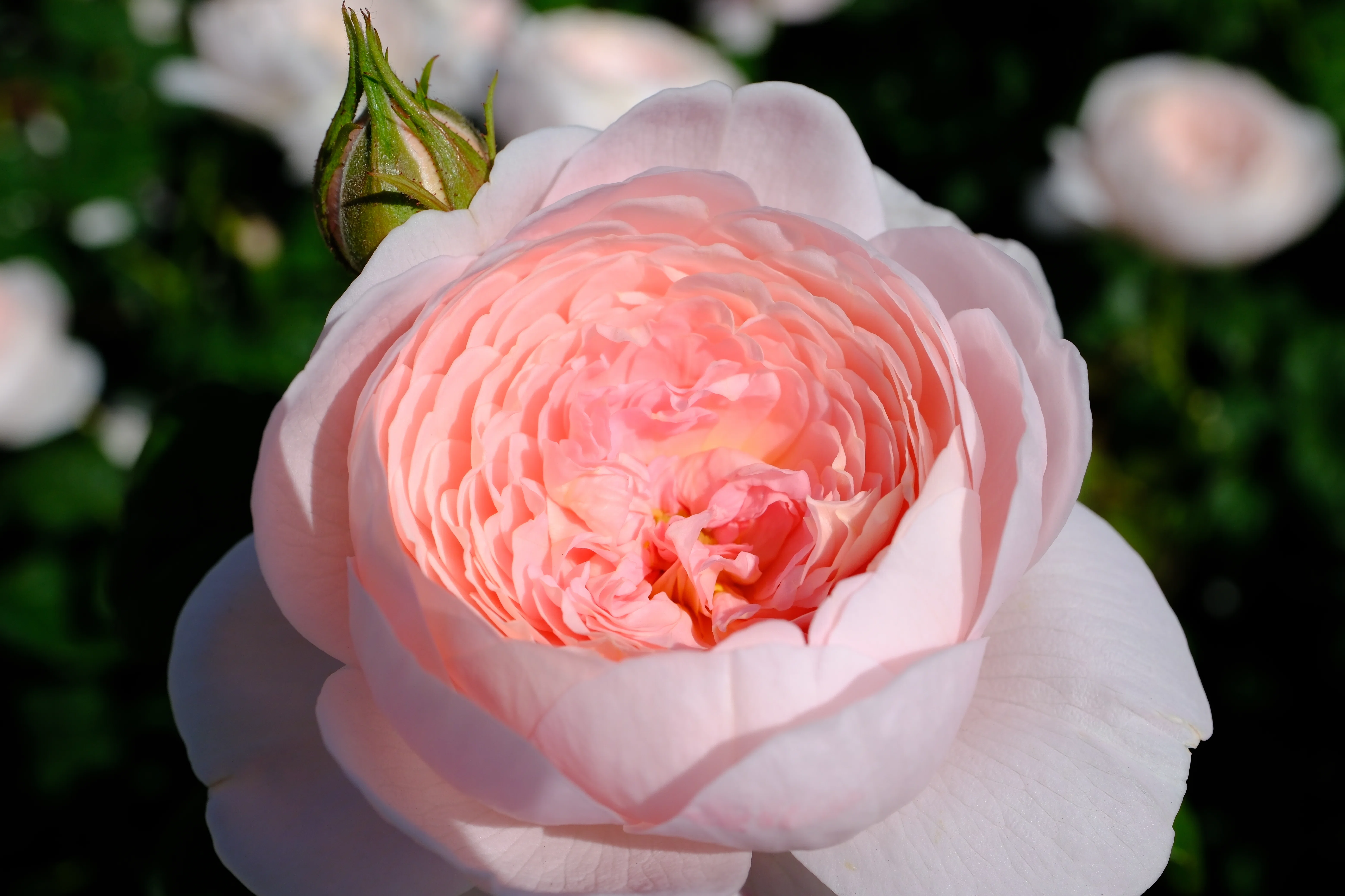 📷X-T30III × 🌹中之島バラ園 ｜ 🇬🇧クイーン・オブ・スウェーデン