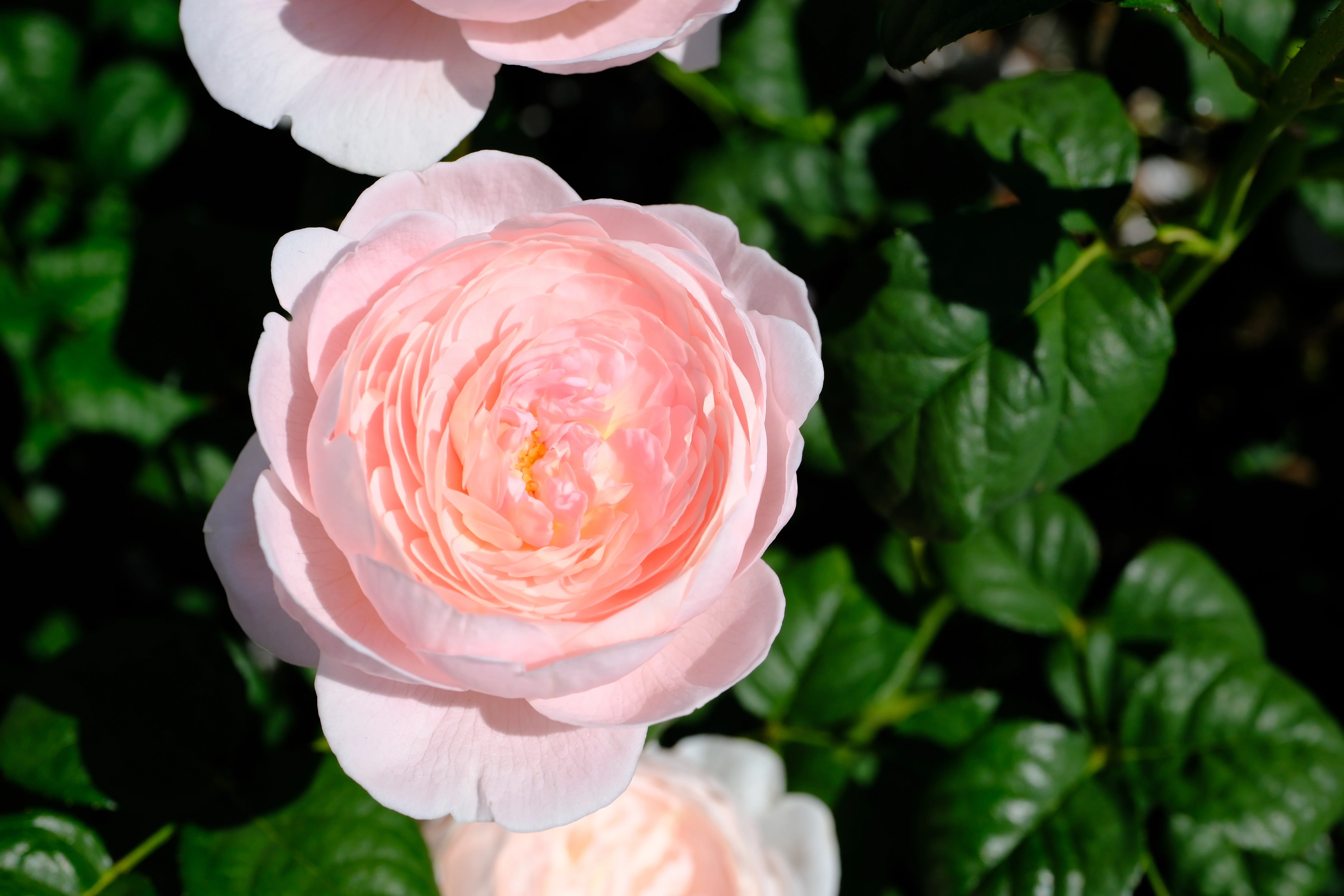 バラ園（3本） 📷X-T30III × 🌹中之島バラ園 ｜ 🇬🇧クイーン・オブ・スウェーデン