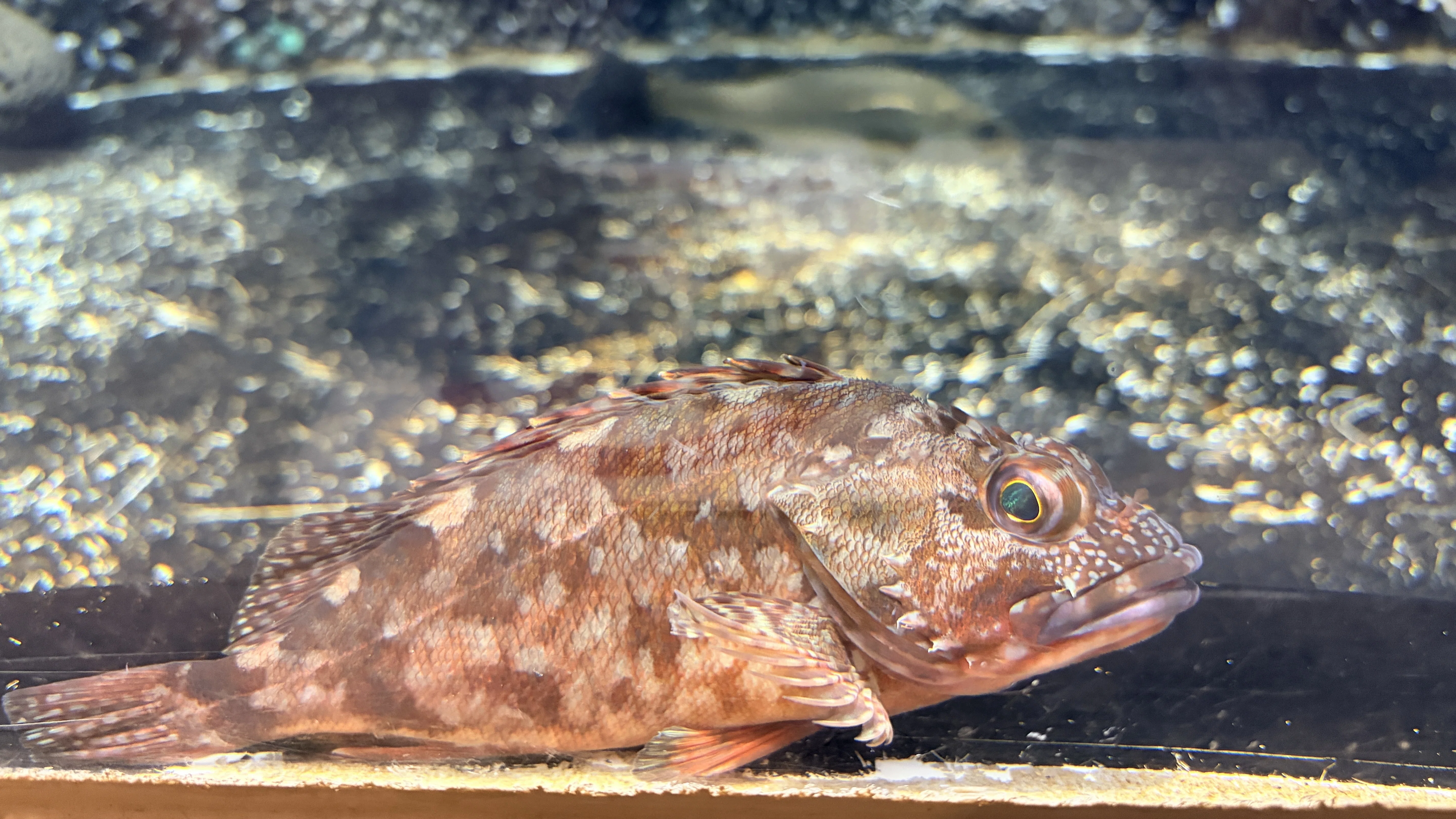 日本釣具大全 笠倉出版社 函入り カサゴ | 笠子 | Rockfish｜鎌倉フィッシングラボ®︎の所長🐟