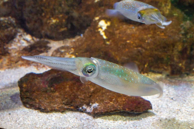 アオリイカ | 煽烏賊 | Squid｜鎌倉フィッシングラボ®︎の所長🐟