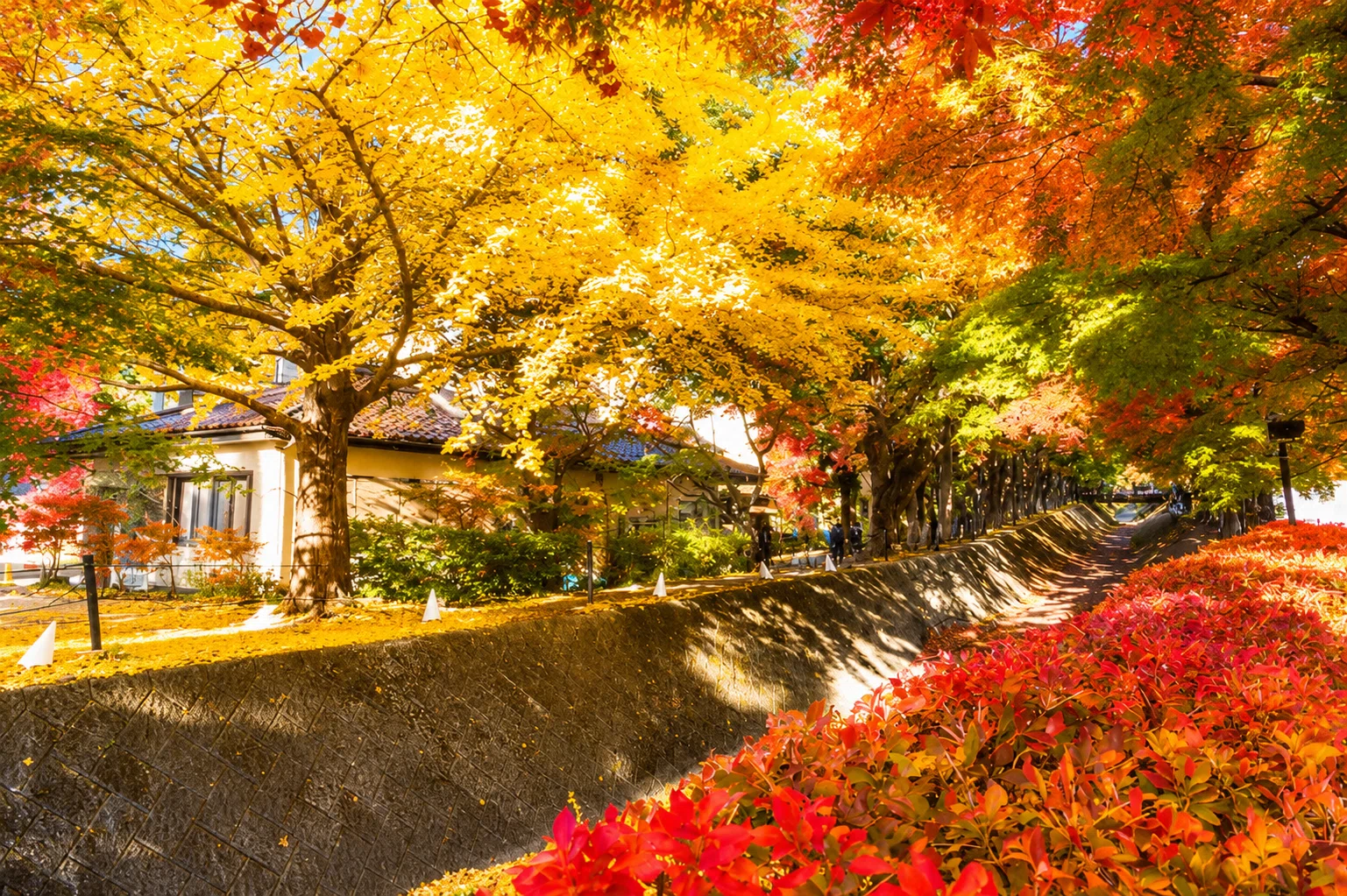 河口湖の紅葉 2026年】河口湖の紅葉スポット7選｜見頃はいつ？富士山の絶景も