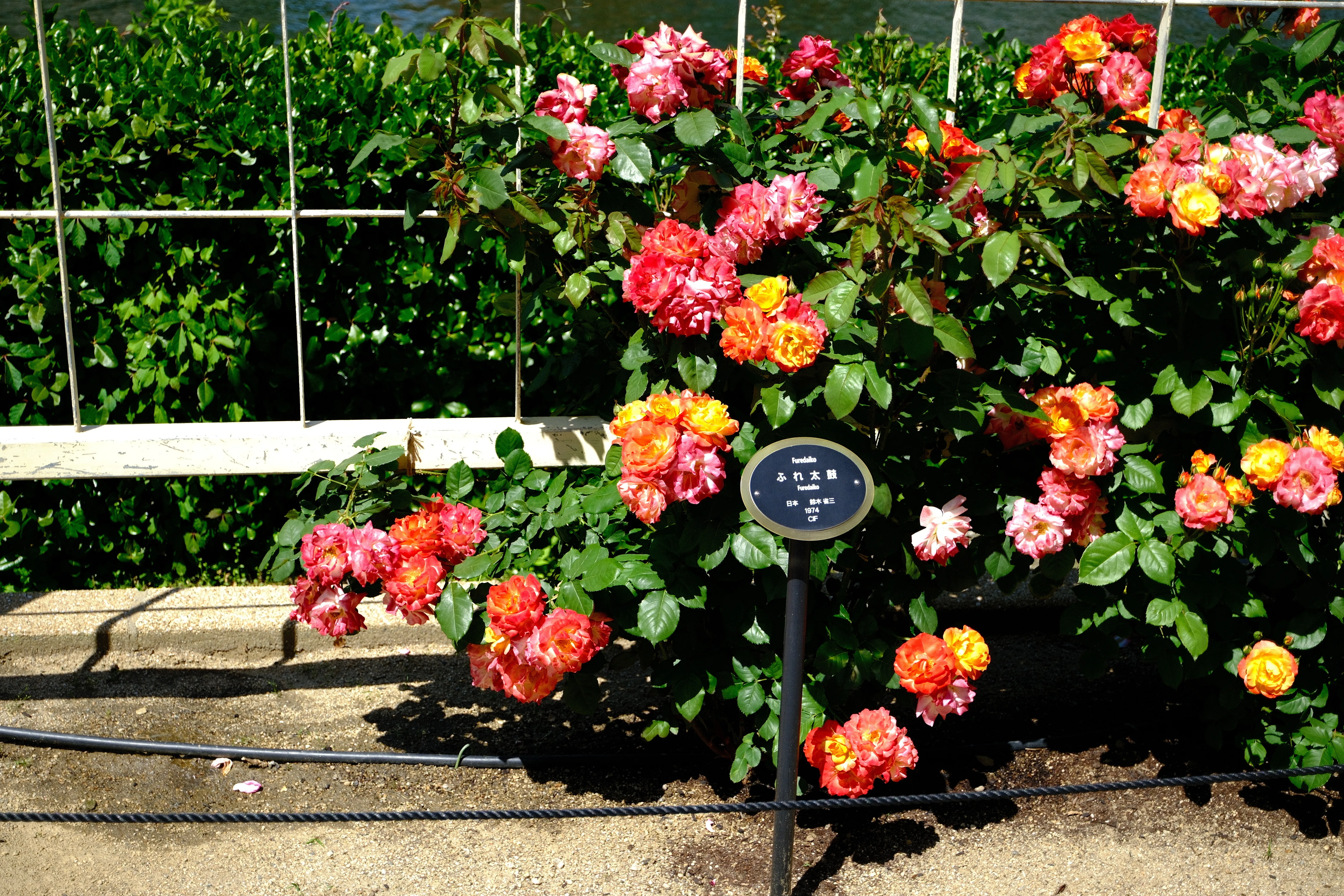 薔薇のかご 📷X-T30III × 🌹中之島バラ園 ｜ 🇯🇵ふれ太鼓（Furedaiko）｜ぱぽ