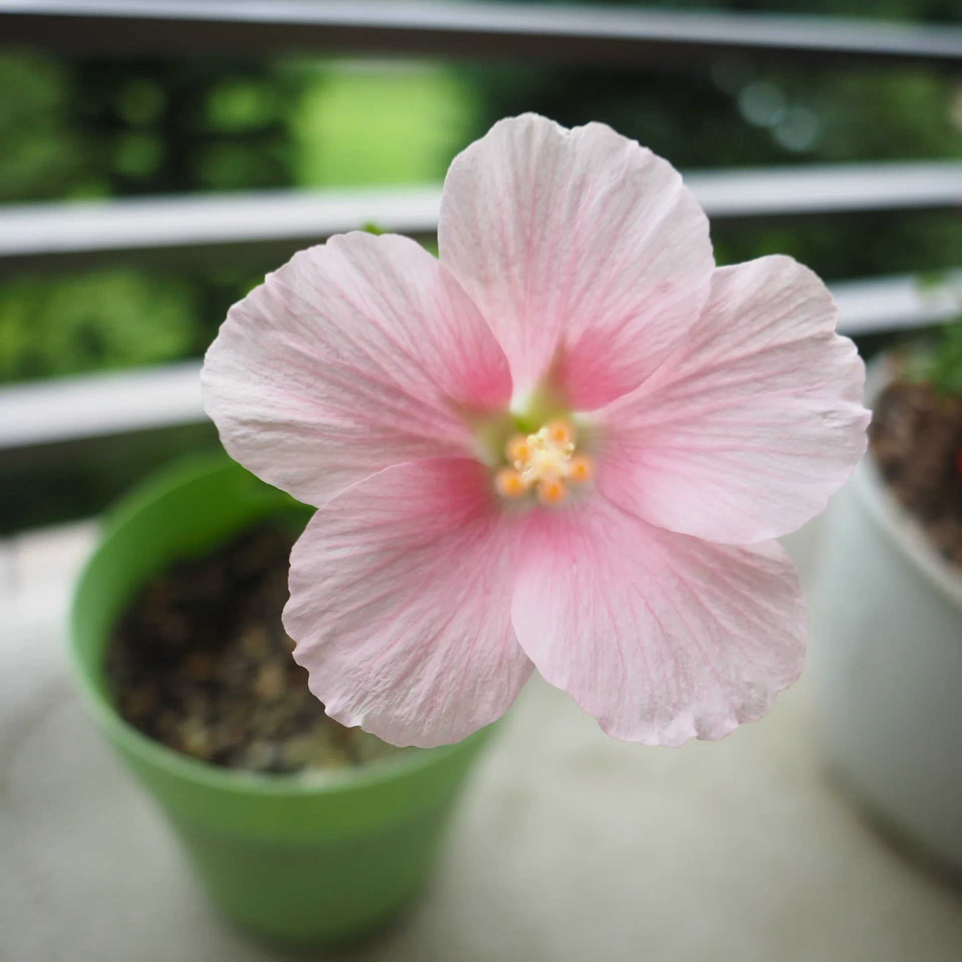 我が家のハイビスカス🌺｜ケン