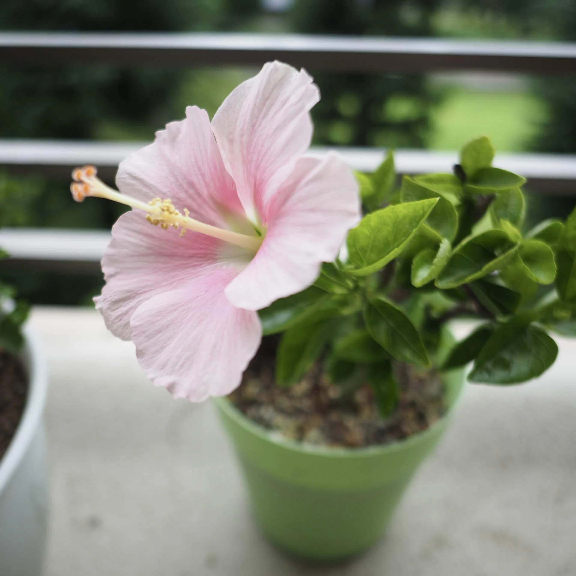 我が家のハイビスカス🌺｜ケン
