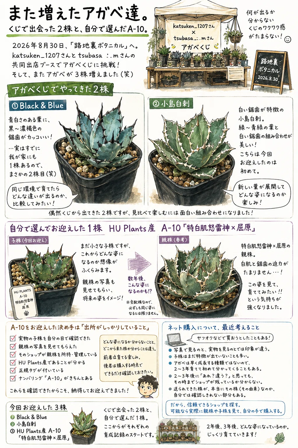 アガベ 魅子 子株 Hu Plantsタグ付き アガベ 魅子 子株 Hu Plantsタグ付き アガベ 魅子 ネームド株 子株 Hu