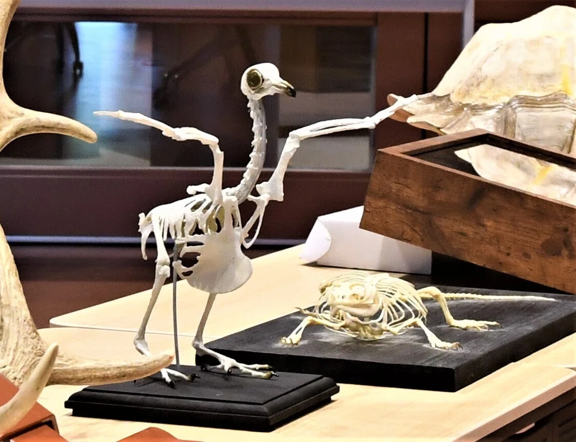 骨」を見れば、動物の生き方が見えてくる。骨格標本から学ぶ「動物の