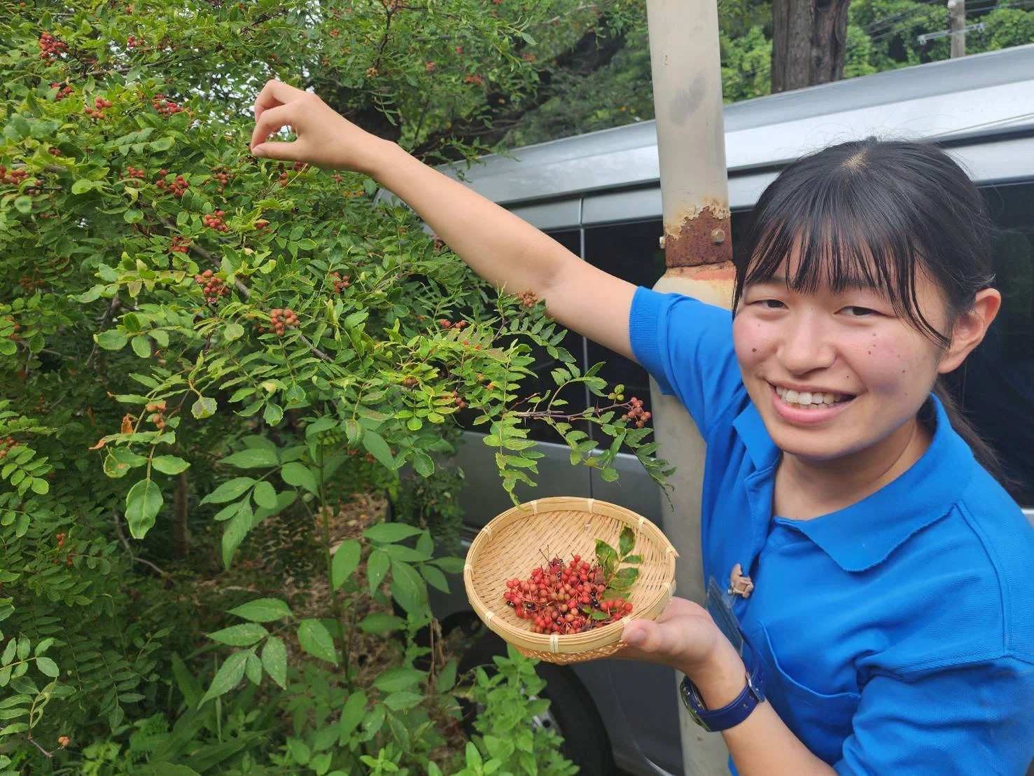 山椒の実「割山椒」（完熟実山椒）｜川崎市黒川青少年野外活動センター