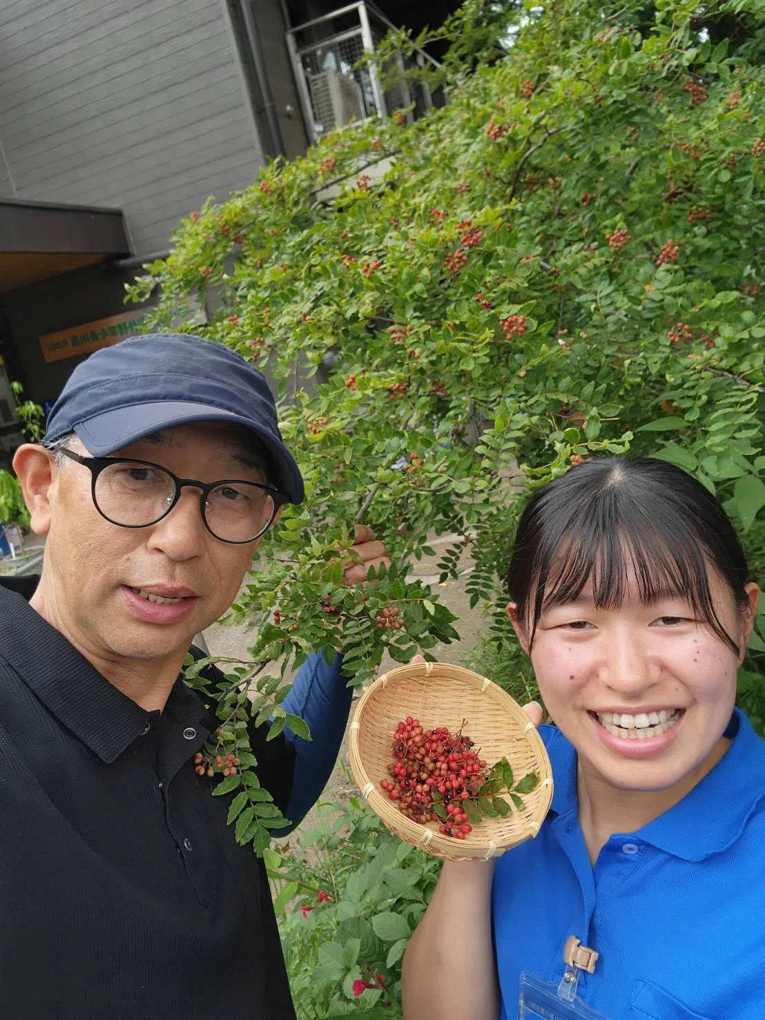 山椒の実「割山椒」（完熟実山椒）｜川崎市黒川青少年野外活動センター