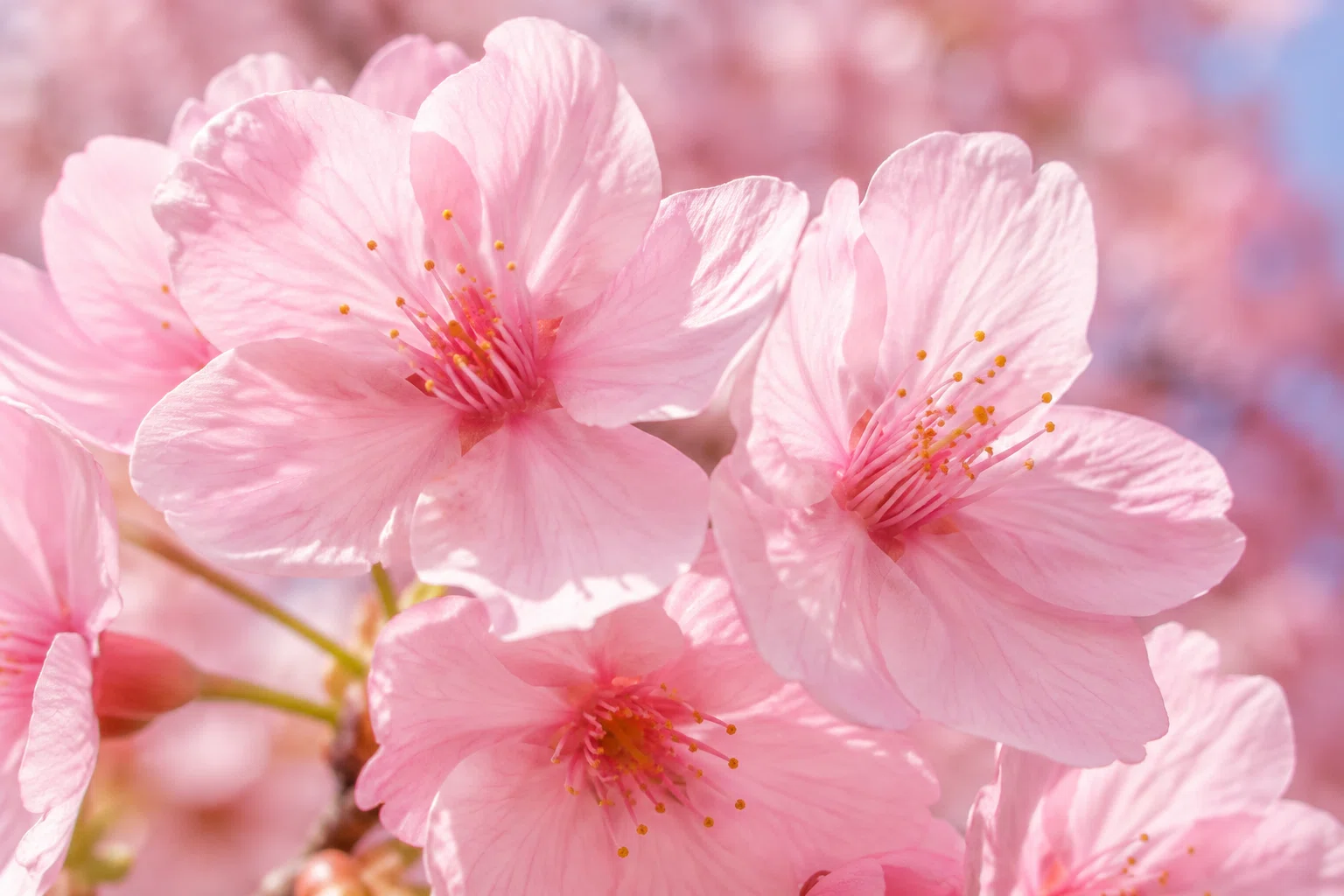 第一花｜桜 序章｜🎵 LILITH & AMI ＋ 桜霞｜安達