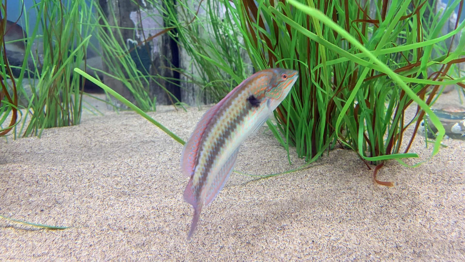 ベラ | 倍良・笹ノ葉 | Wrasse｜鎌倉フィッシングラボ®︎の所長🐟