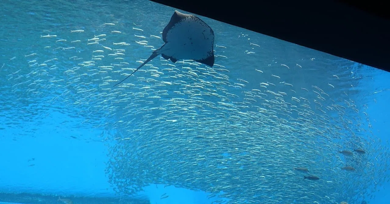記念メダル】仙台うみの杜水族館｜場所・種類・値段を紹介｜お得情報
