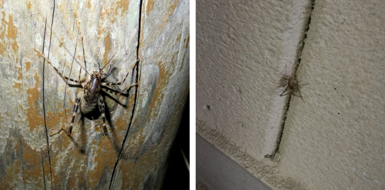 Camel crickets, springtails, and mold mites: Insects that are a concern ...