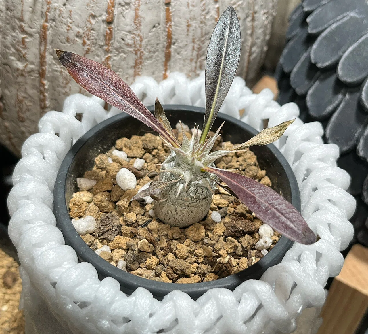 Proving a Negative / Pachypodium _null｜忘却タイムマシーンのすゝめ