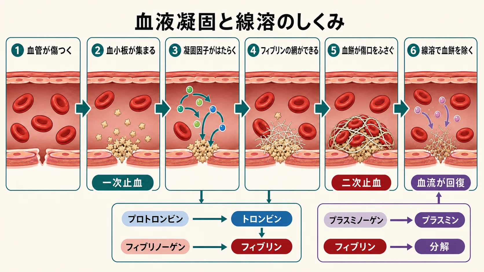 【裁断済】周術期血液凝固+血液凝固・線溶異常の最前線 高校生物基礎】血液凝固と線溶のしくみ【授業図鑑】｜YUM（ユム）