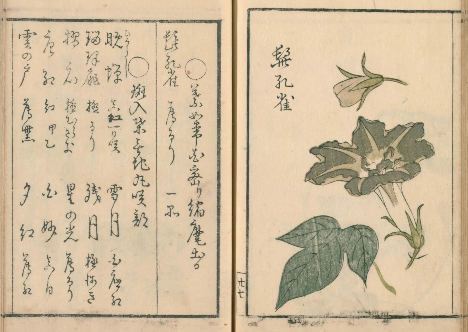 花壇朝顔通（5）髭孔雀／晩蝉／雪月／やどり木｜mominaina