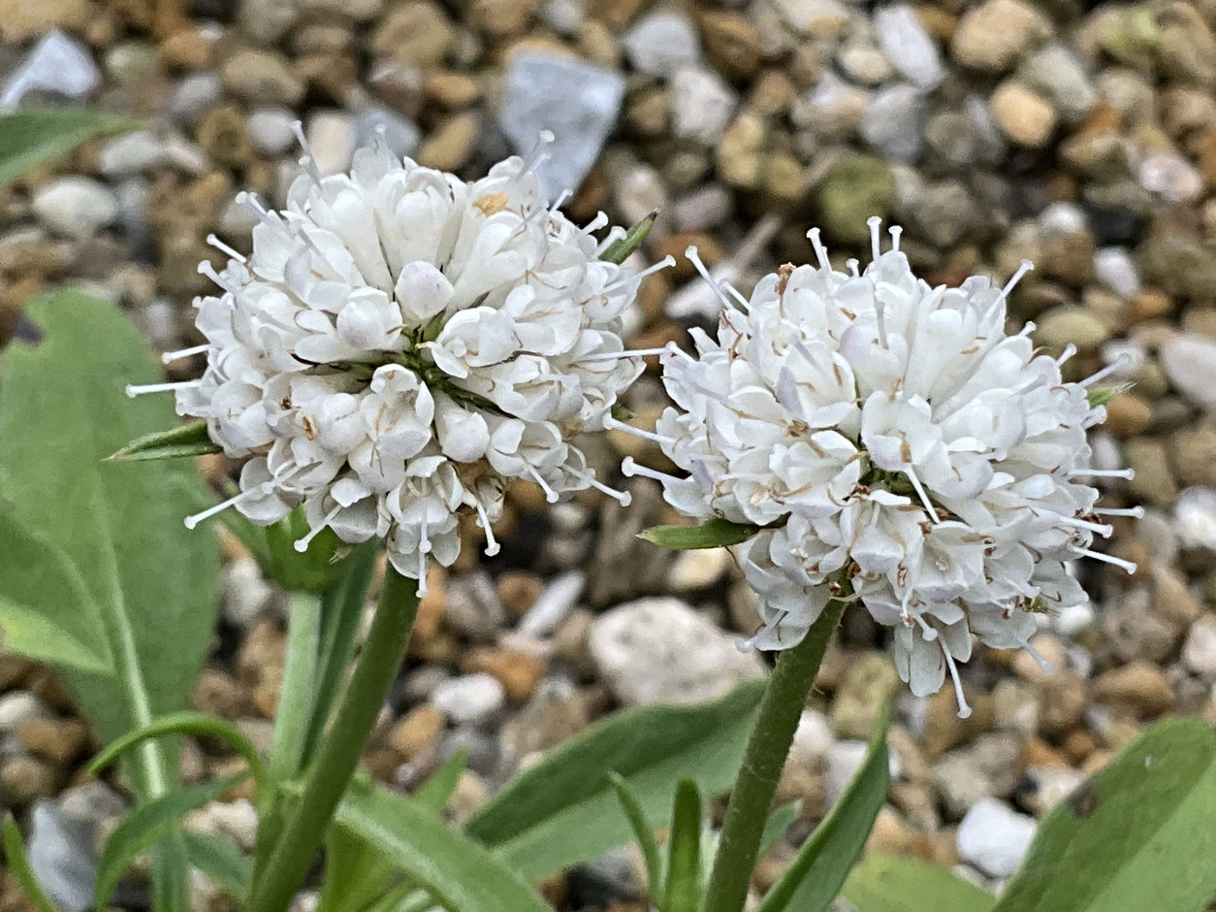 スッキサ・プラテンシス（白花）（京都府立植物園）：2026年9月5日（土