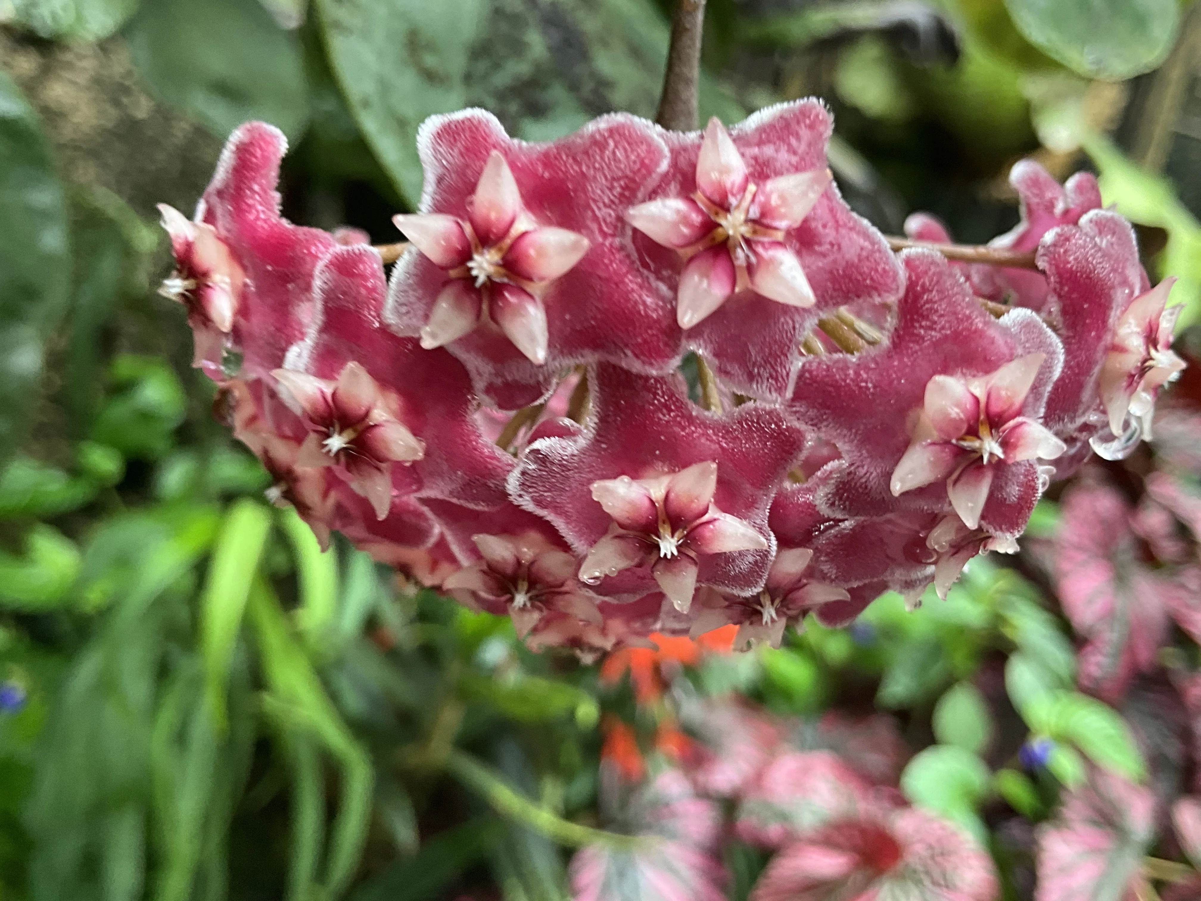 ホヤ属の開花(京都府立植物園):2026年9月5日(土)|藤井秀昭 ホヤ属の開花(京都府立植物園):2026年9月5日(土)|藤井秀昭