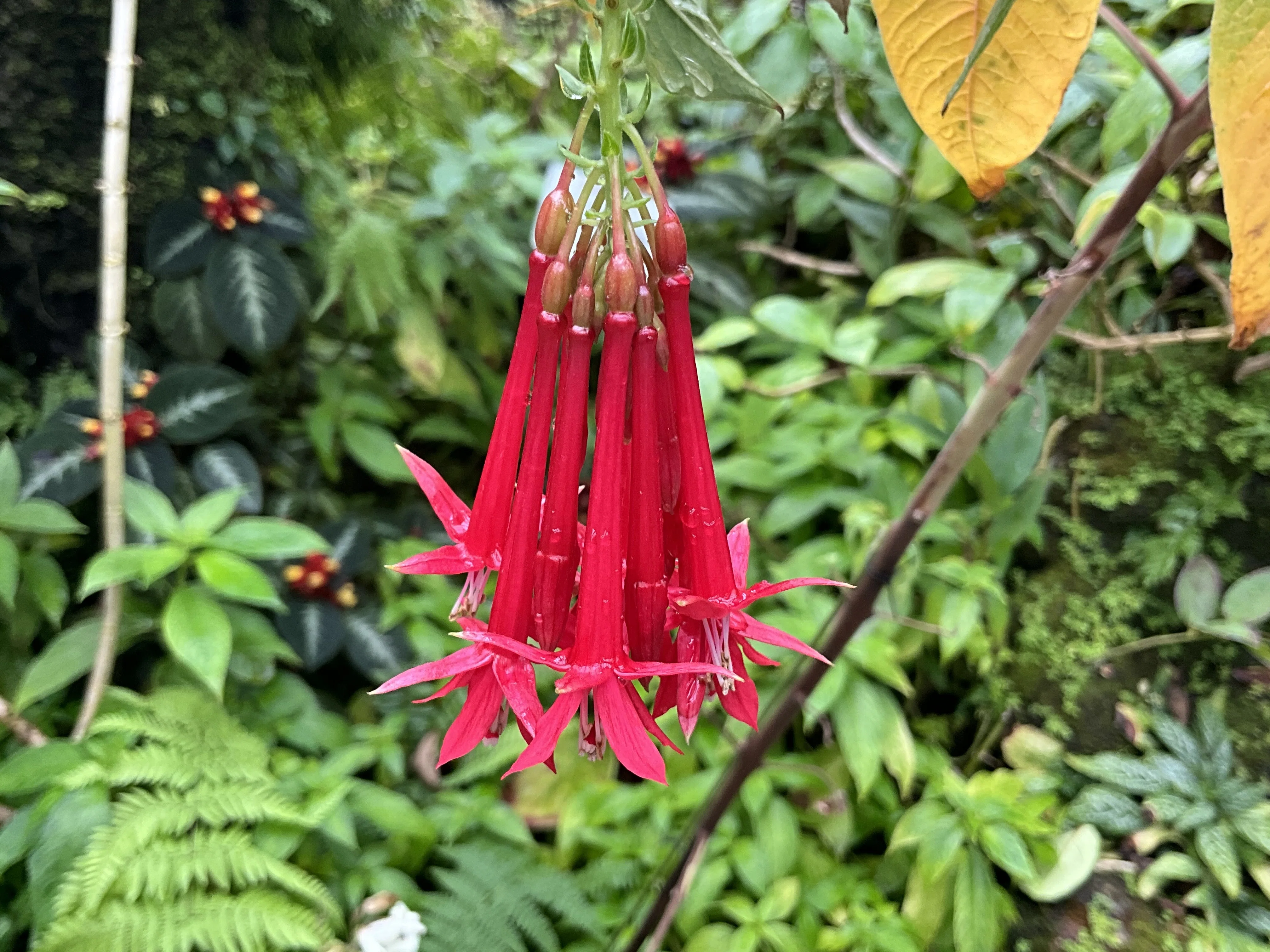 フクシア・ボリビアナ（京都府立植物園）：2026年9月5日（土）｜藤井