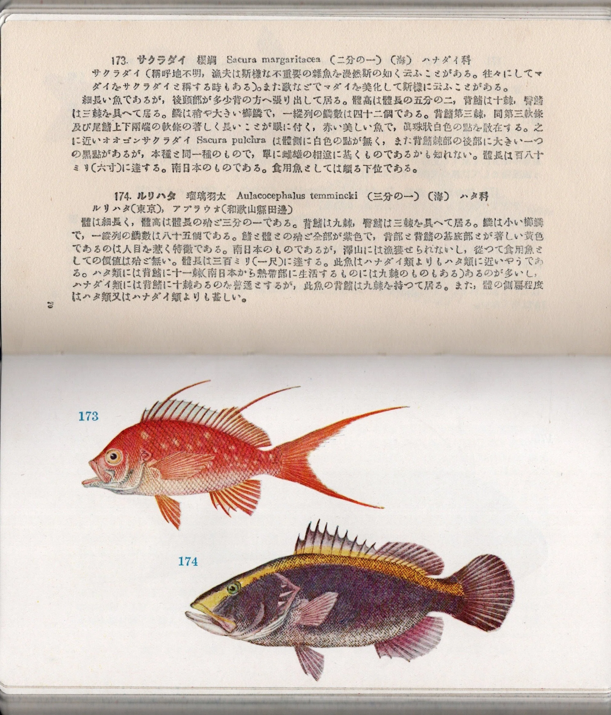 皮装版『原色日本魚類圖鑑』（1931年）日本初！一般向け原色魚類図鑑