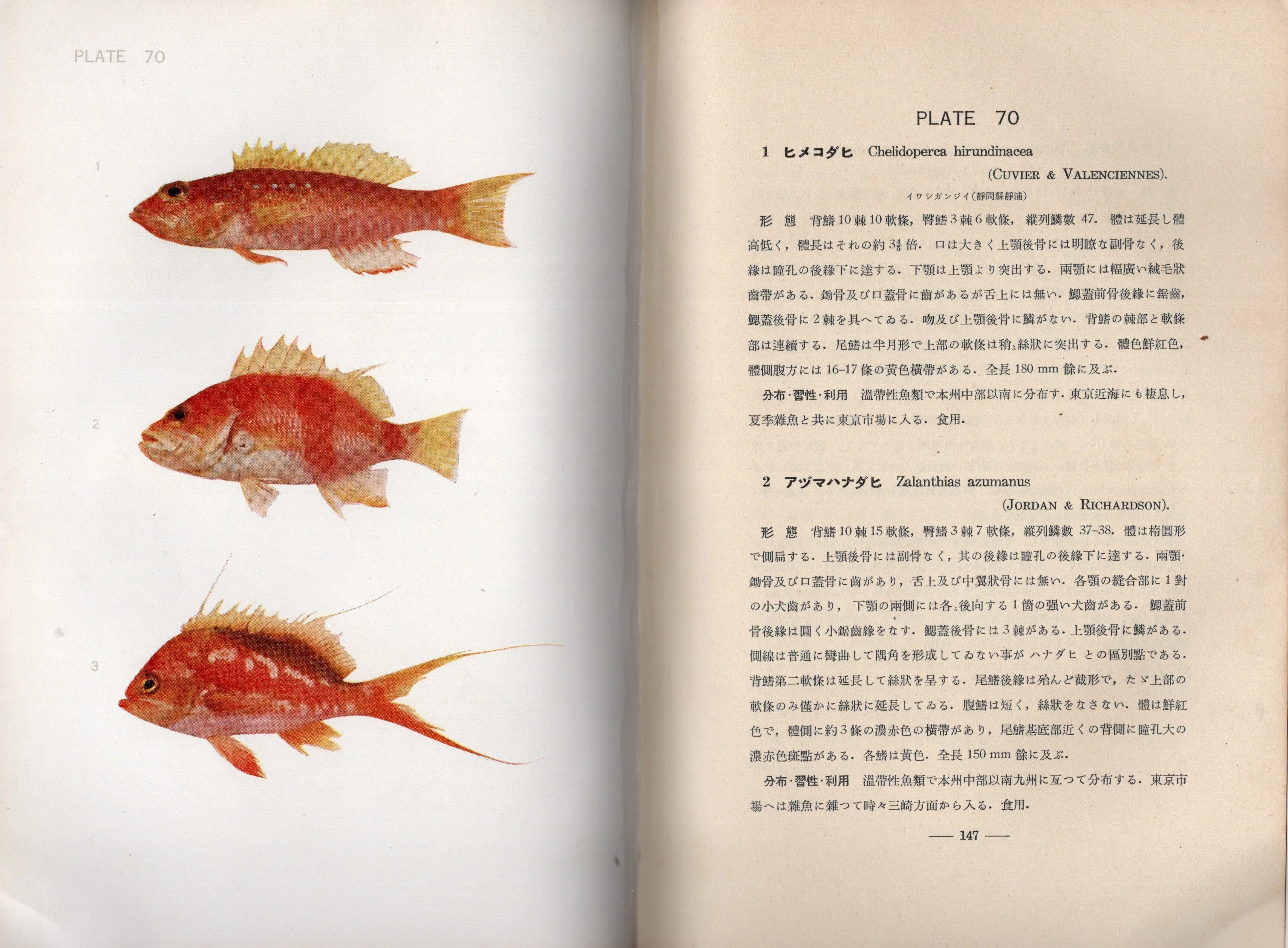皮装版『原色日本魚類圖鑑』（1931年）日本初！一般向け原色魚類図鑑