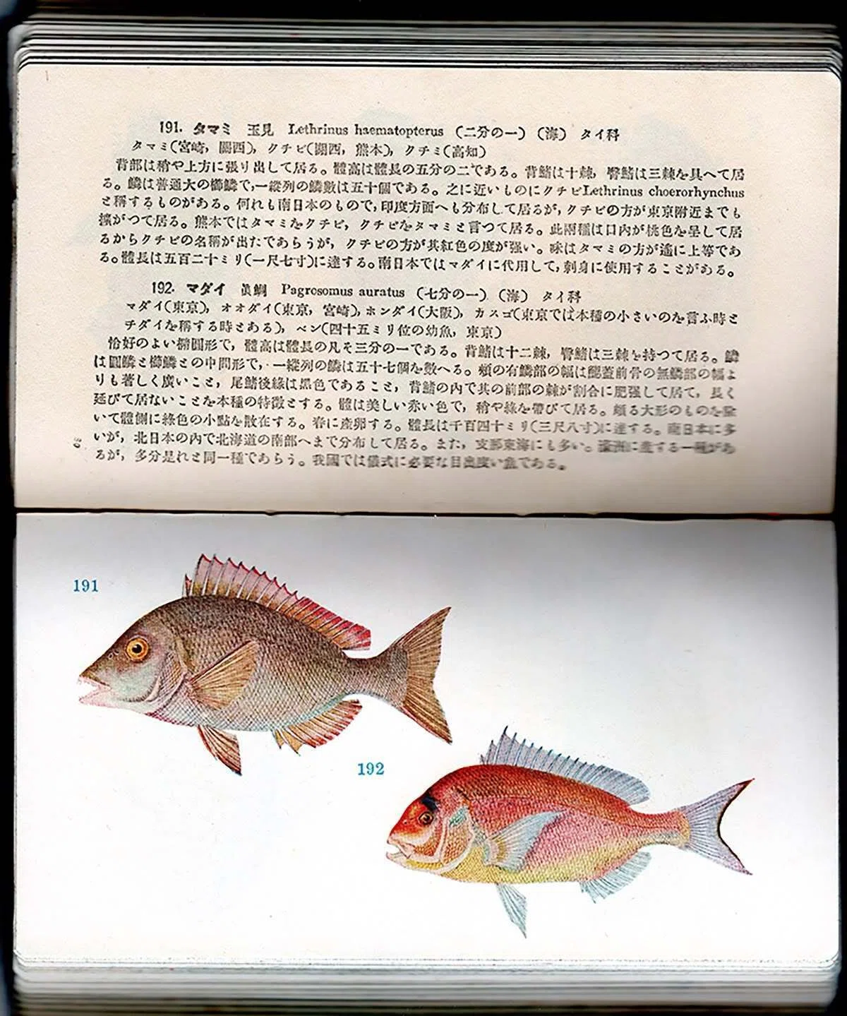 皮装版『原色日本魚類圖鑑』（1931年）日本初！一般向け原色魚類図鑑