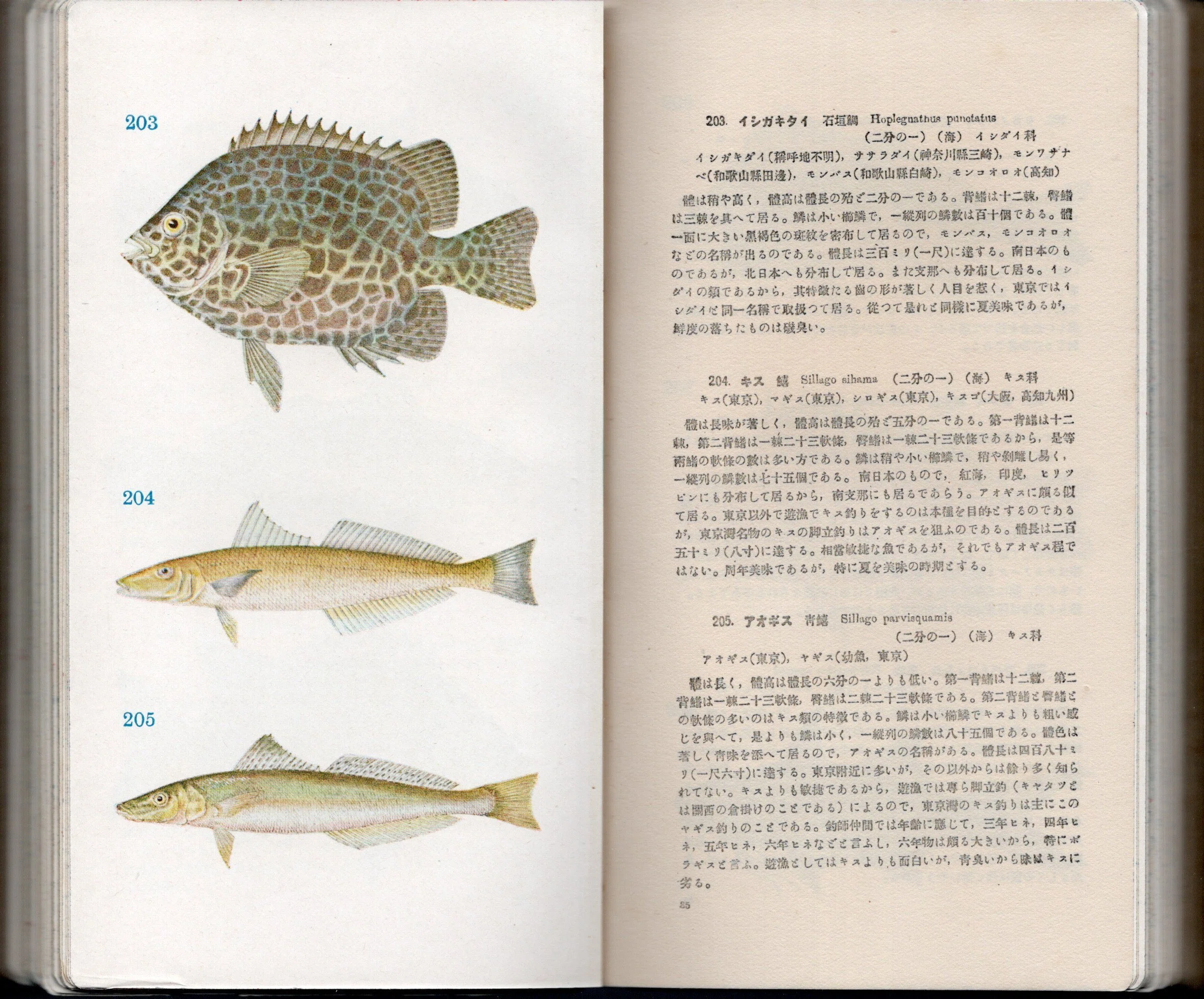 皮装版『原色日本魚類圖鑑』（1931年）日本初！一般向け原色魚類図鑑