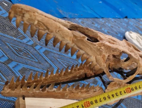 60. Mosasaur Jaw Structure | The Mechanism of a Wide-Opening Mouth