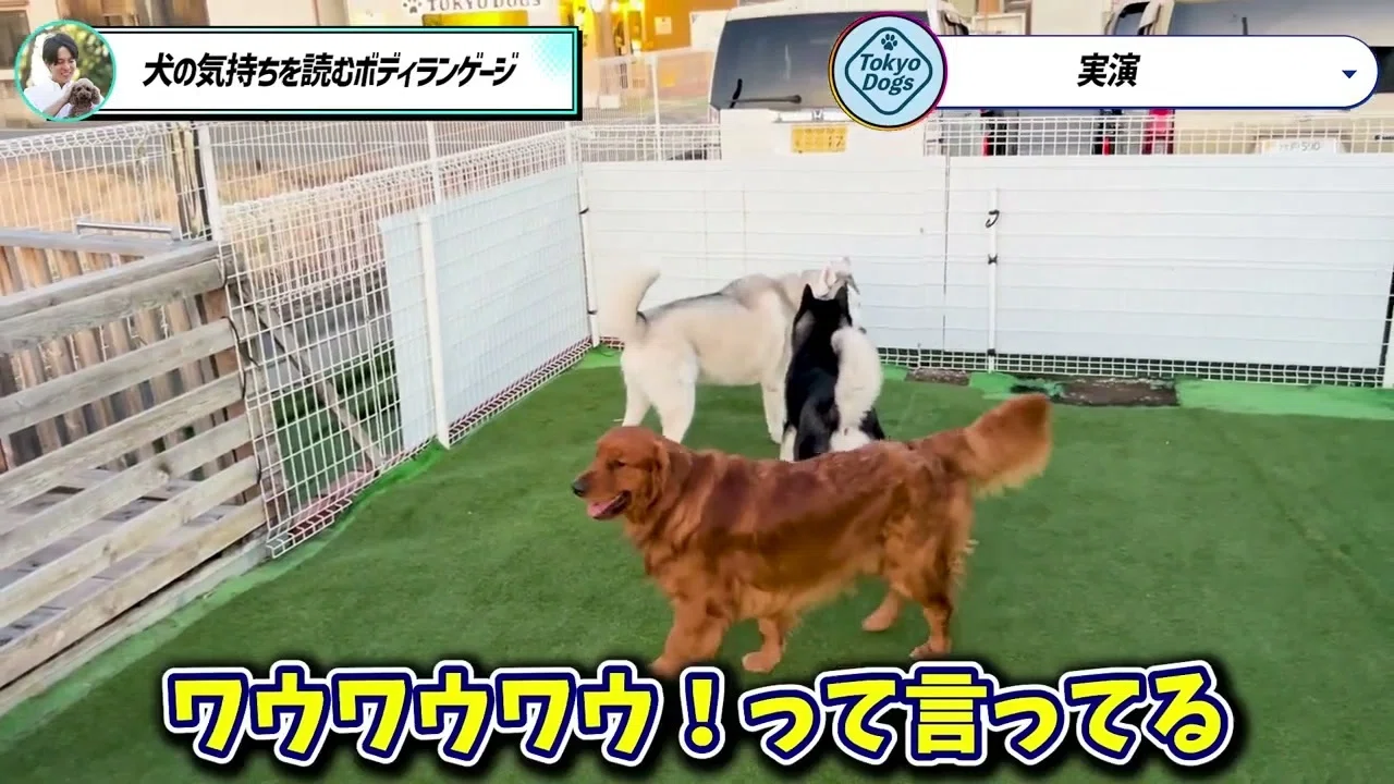 ドッグランで遊びとケンカをどう見分ける？｜犬同士のサインと休憩