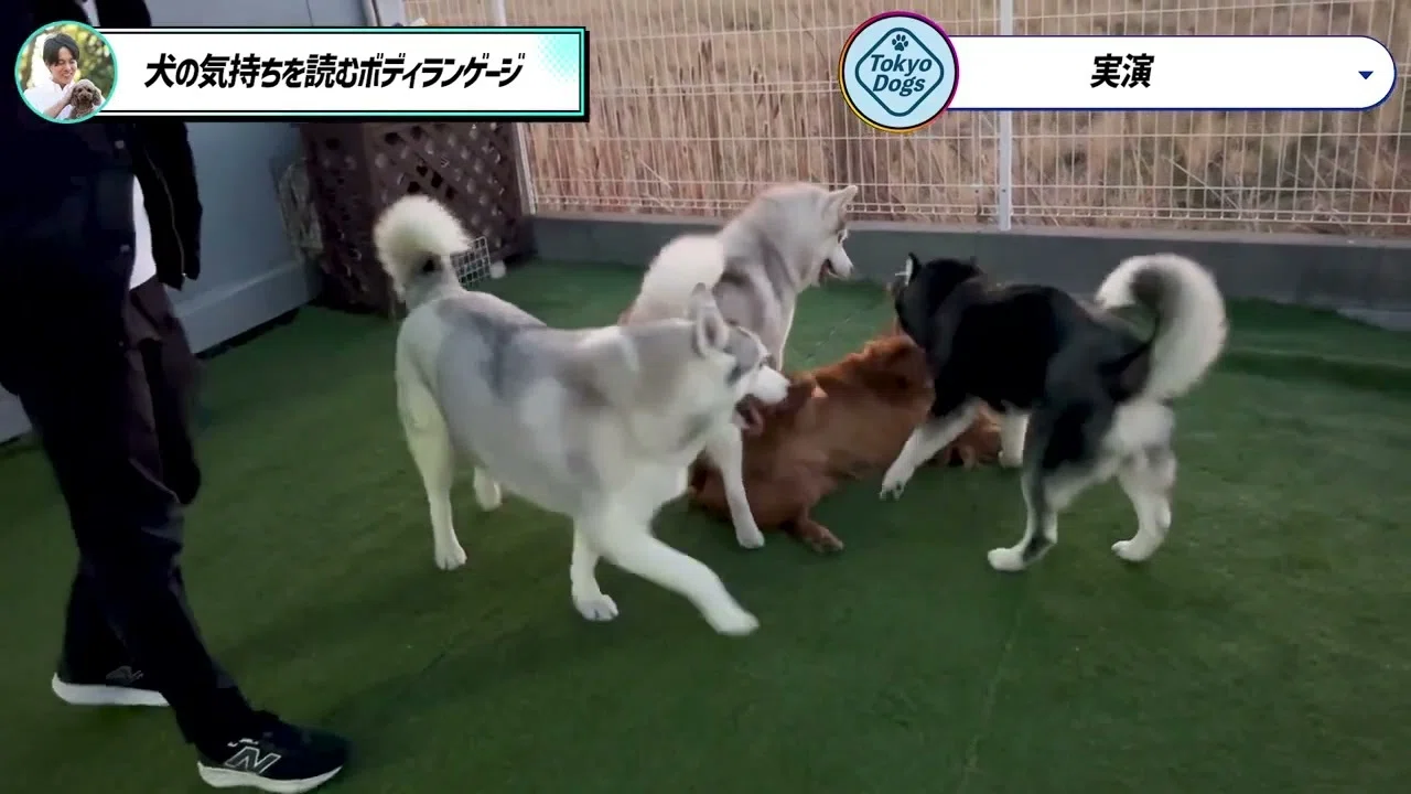 ドッグランで遊びとケンカをどう見分ける？｜犬同士のサインと休憩