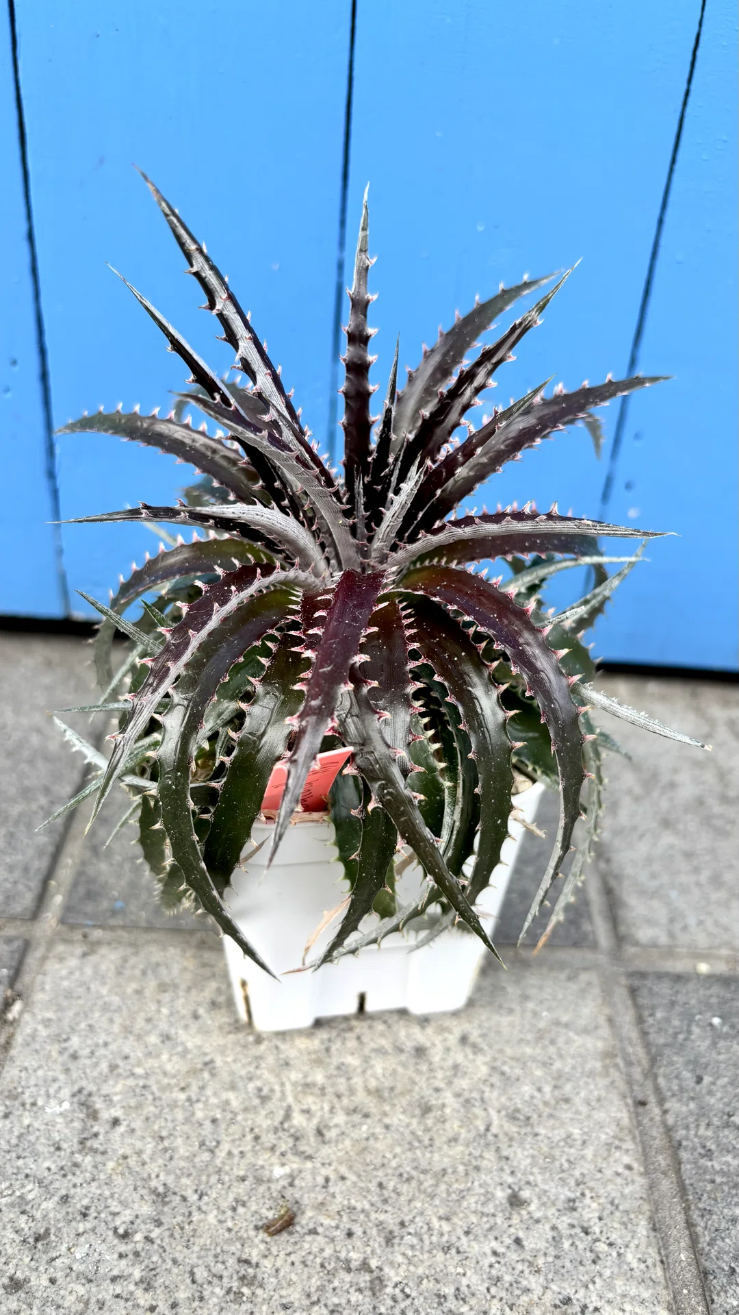 ディッキア|ダコタ ハイブリッド|グラデーション｜cova 塊根植物に沼っ