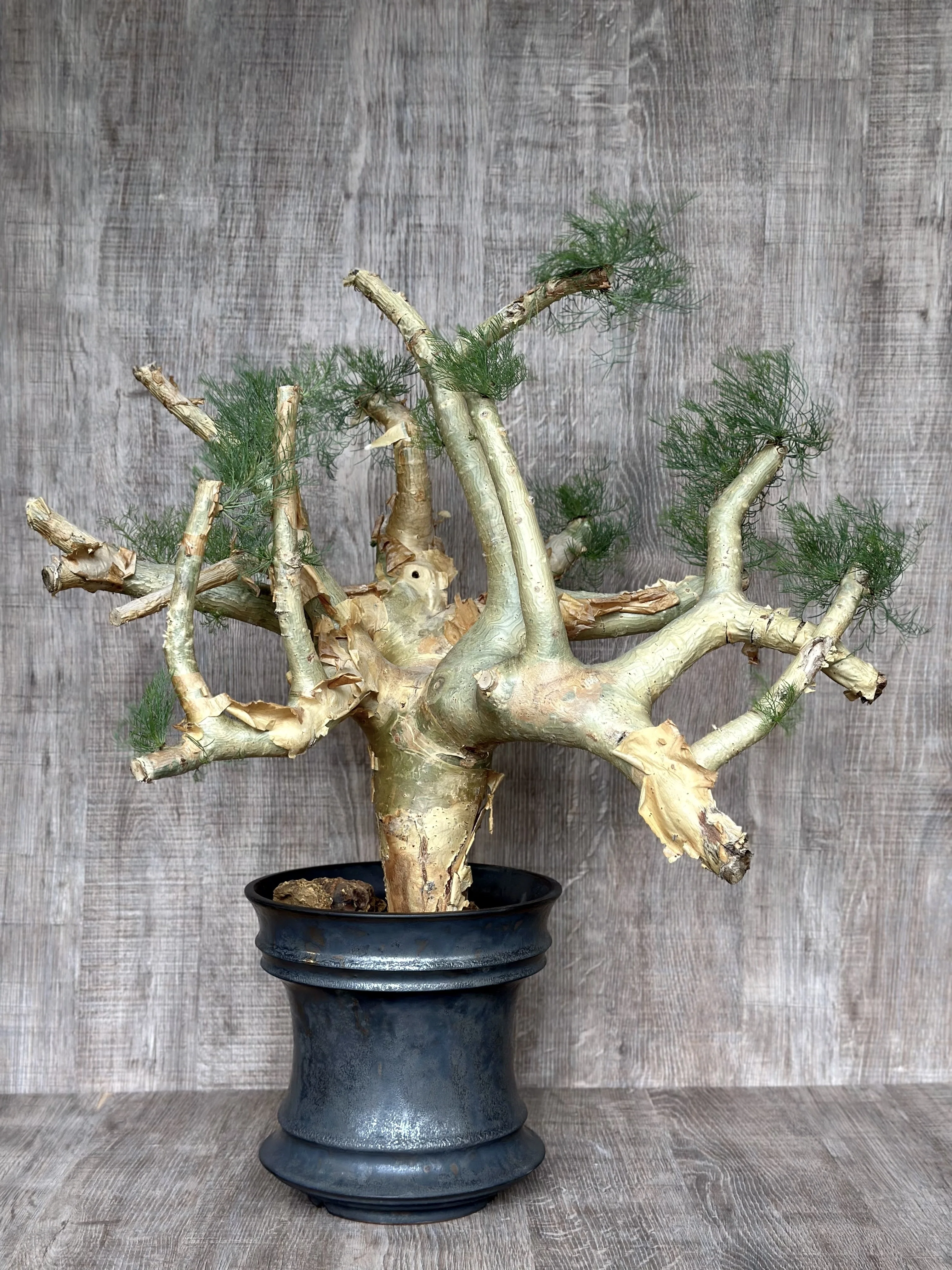 セルフ誕プレ① コミフォラ・クラウセリアナ Commiphora kraeuseliana