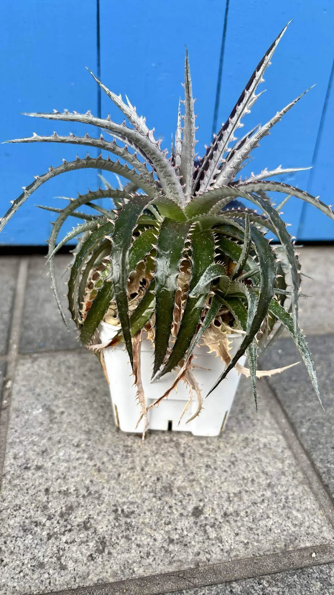 ディッキア|ダコタ ハイブリッド|グラデーション｜cova 塊根植物に沼っ