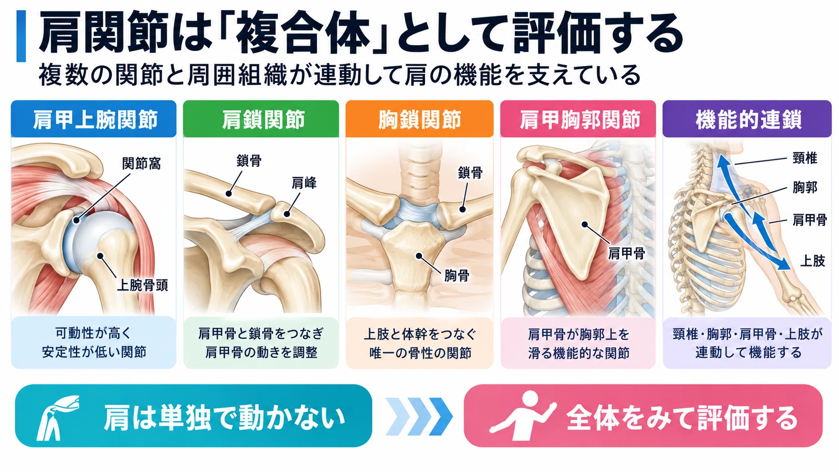 肩関節痛の評価とリハビリテーション｜肩甲骨・腱板・上腕骨頭を機能