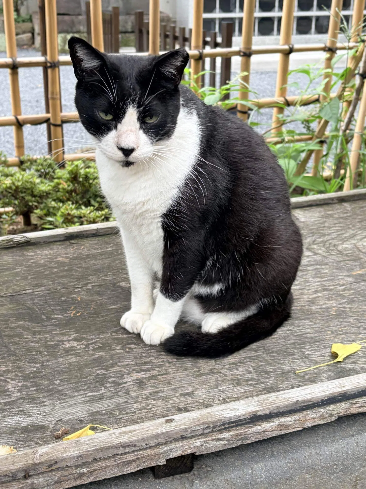 小雨の中の、朝ラン日記📔久しぶりの白黒猫🐈‍⬛🐈ちゃんに会えた