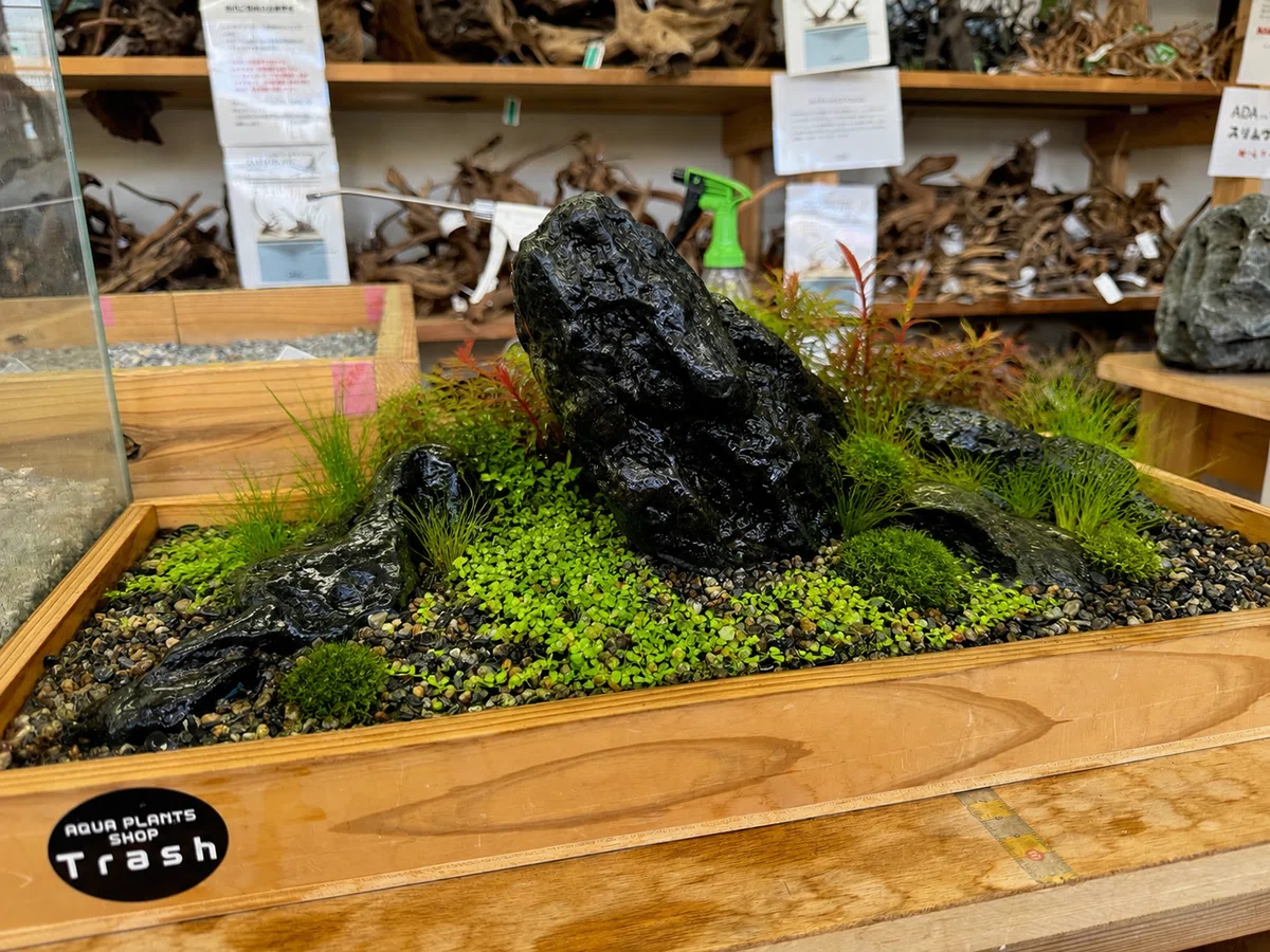 第3回 八海石を実際に組んでみる！｜AQUA PLANTS SHOP Trash