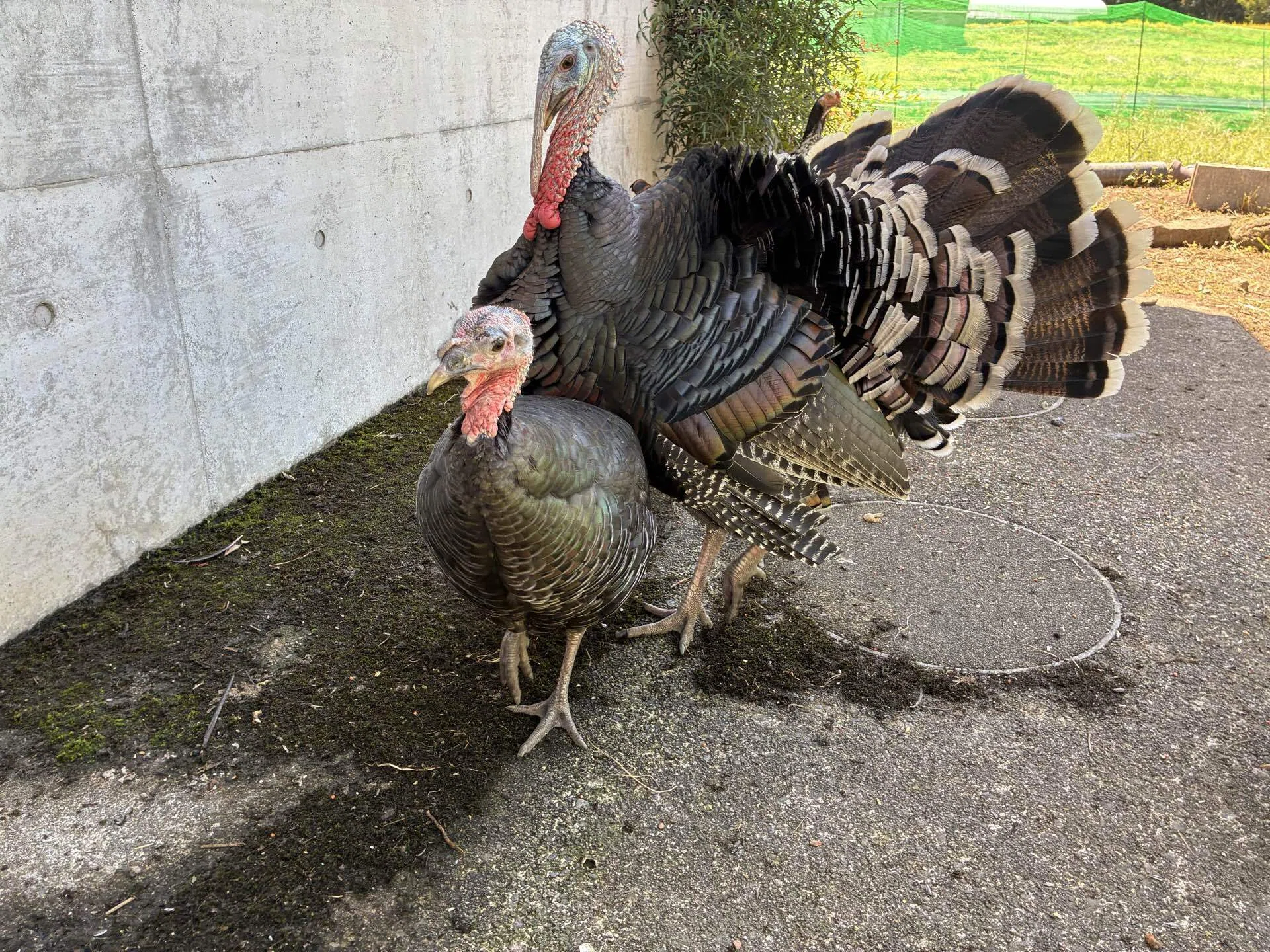 七面鳥クリス君、フラれる｜さきどん⭐︎七面鳥＆鶏飼育
