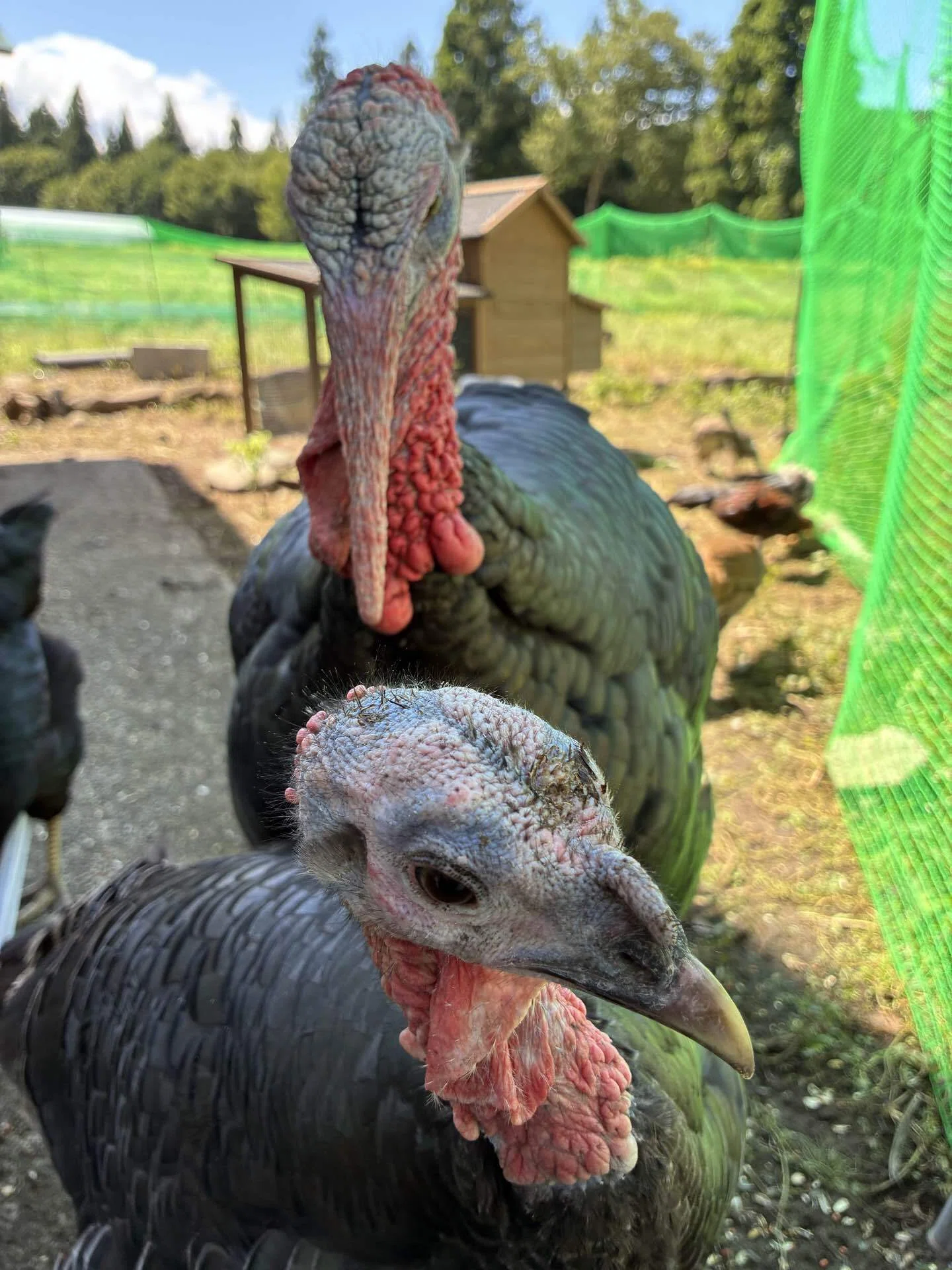 七面鳥クリス君、フラれる｜さきどん⭐︎七面鳥＆鶏飼育