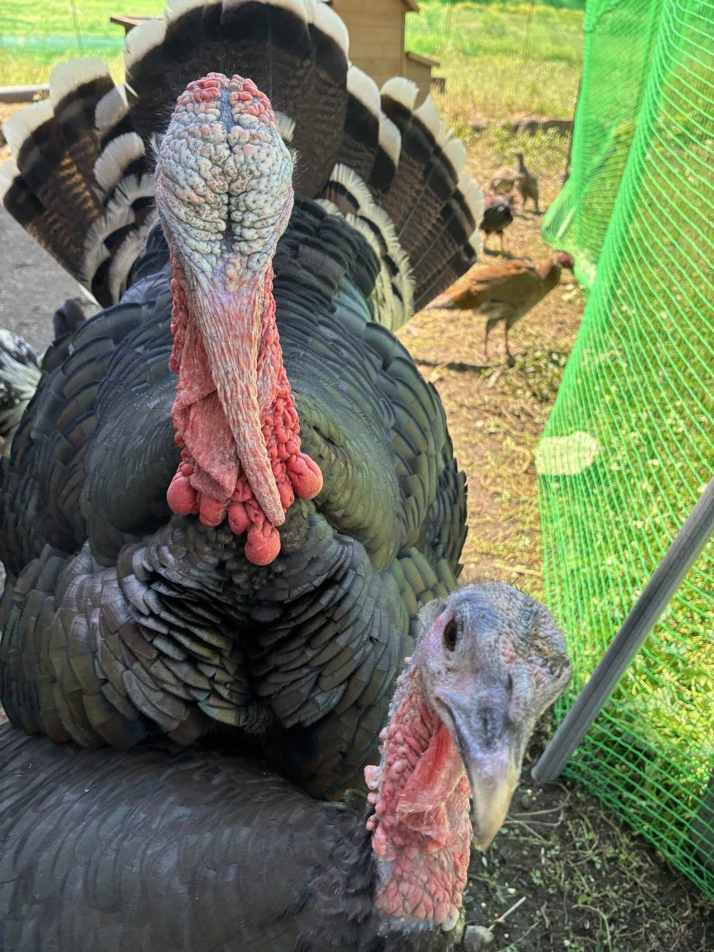 鳥を抱える子供 七面鳥クリス君、フラれる｜さきどん⭐︎七面鳥＆鶏飼育