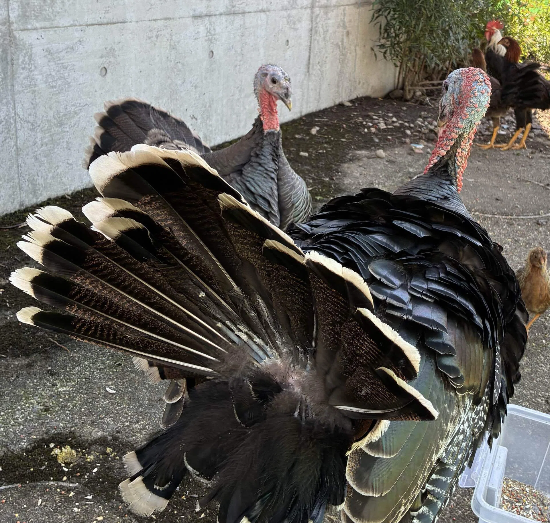 Chris the Turkey Gets Rejected｜さきどん⭐︎七面鳥＆鶏飼育