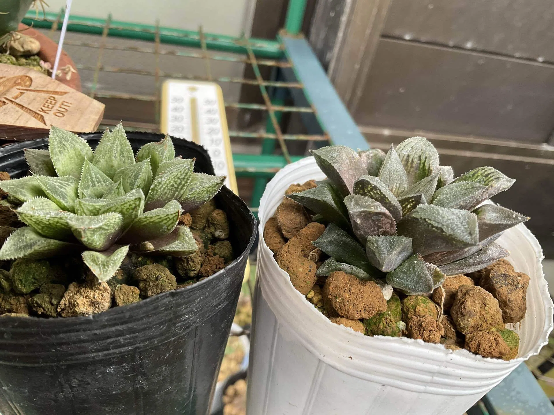はおーるてぃあ✨｜nabecho @山六農園芸（mt.6 plants.）