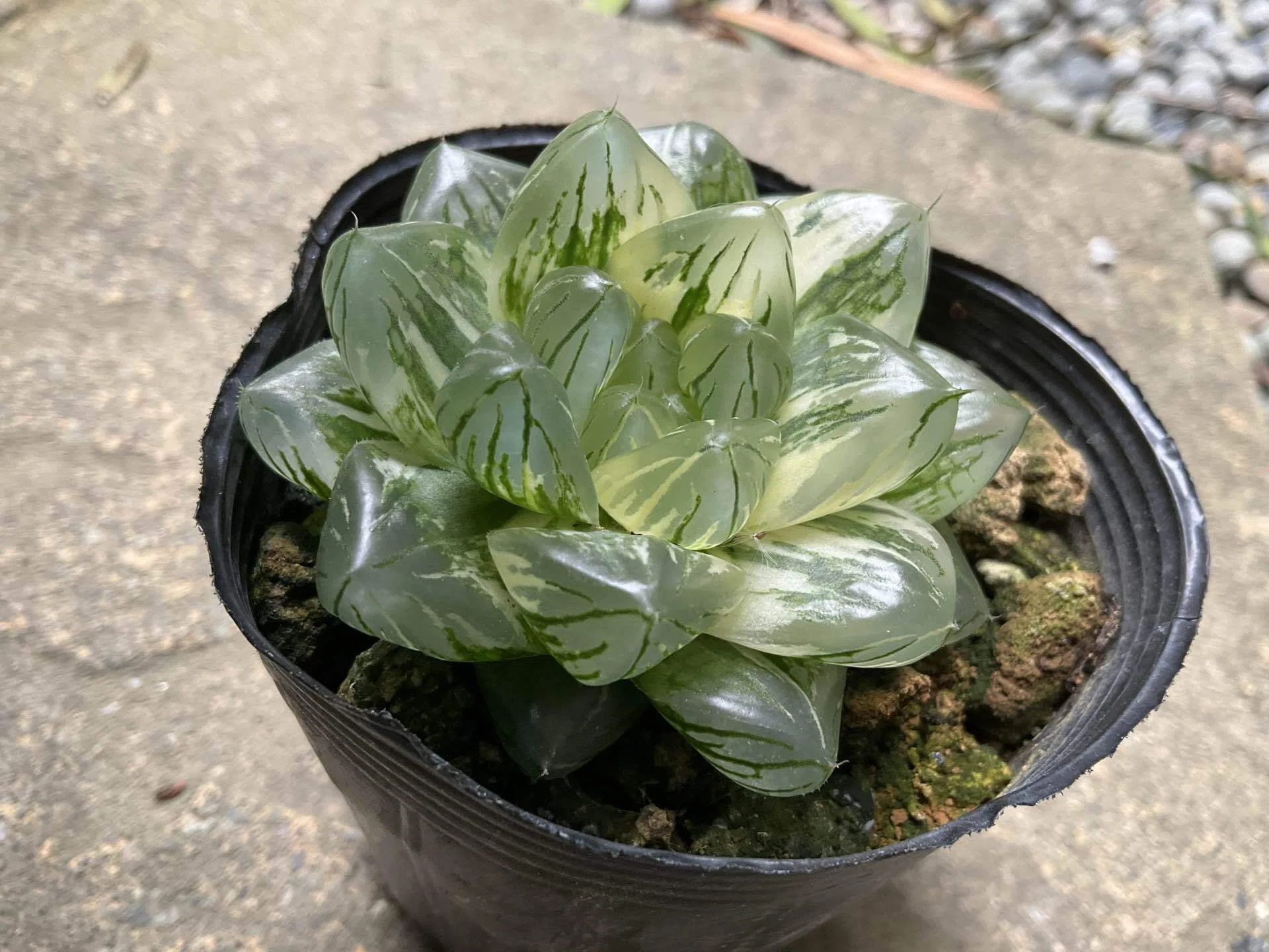 はおーるてぃあ✨｜nabecho @山六農園芸（mt.6 plants.）