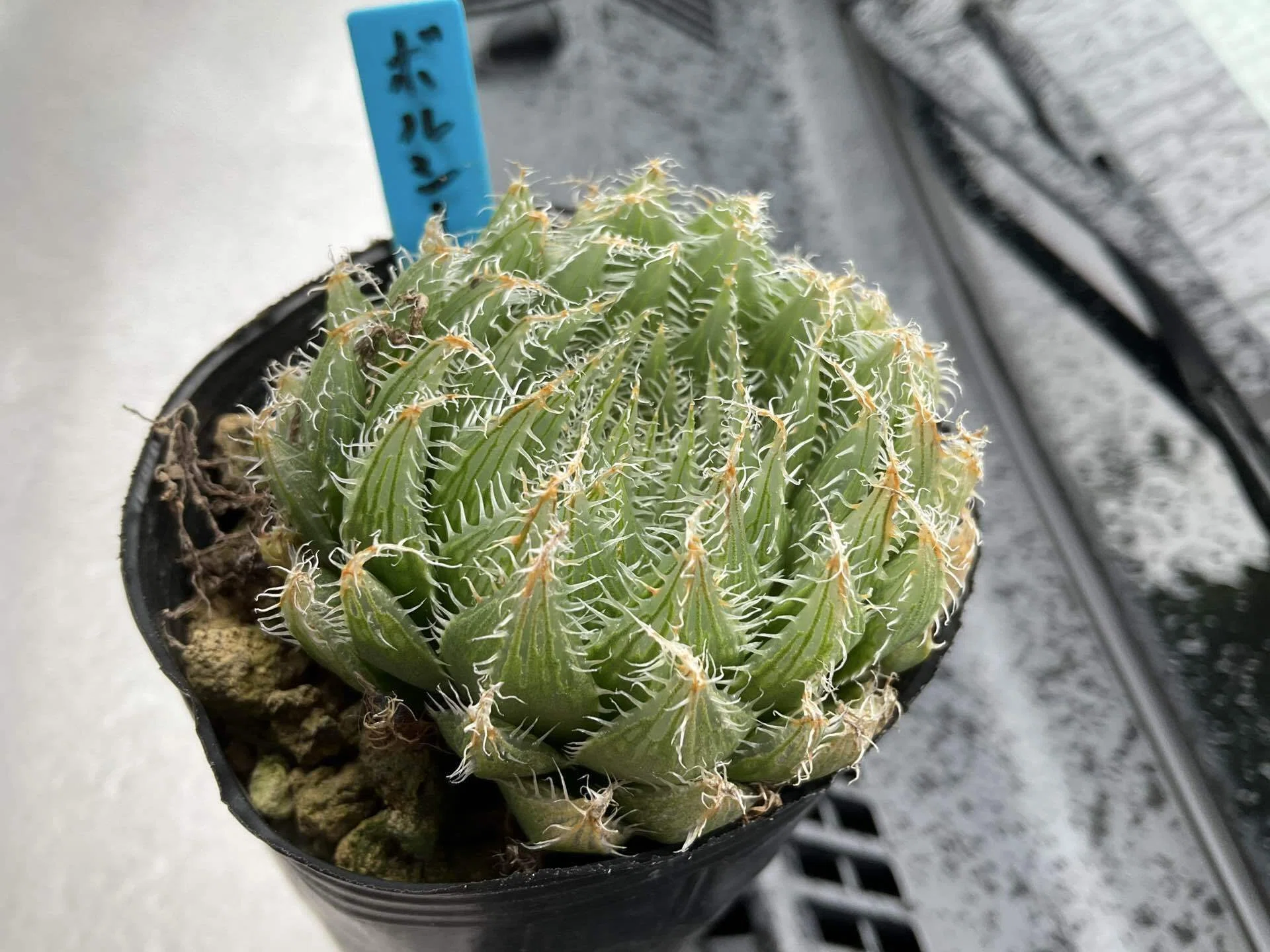 はおーるてぃあ✨｜nabecho @山六農園芸（mt.6 plants.）