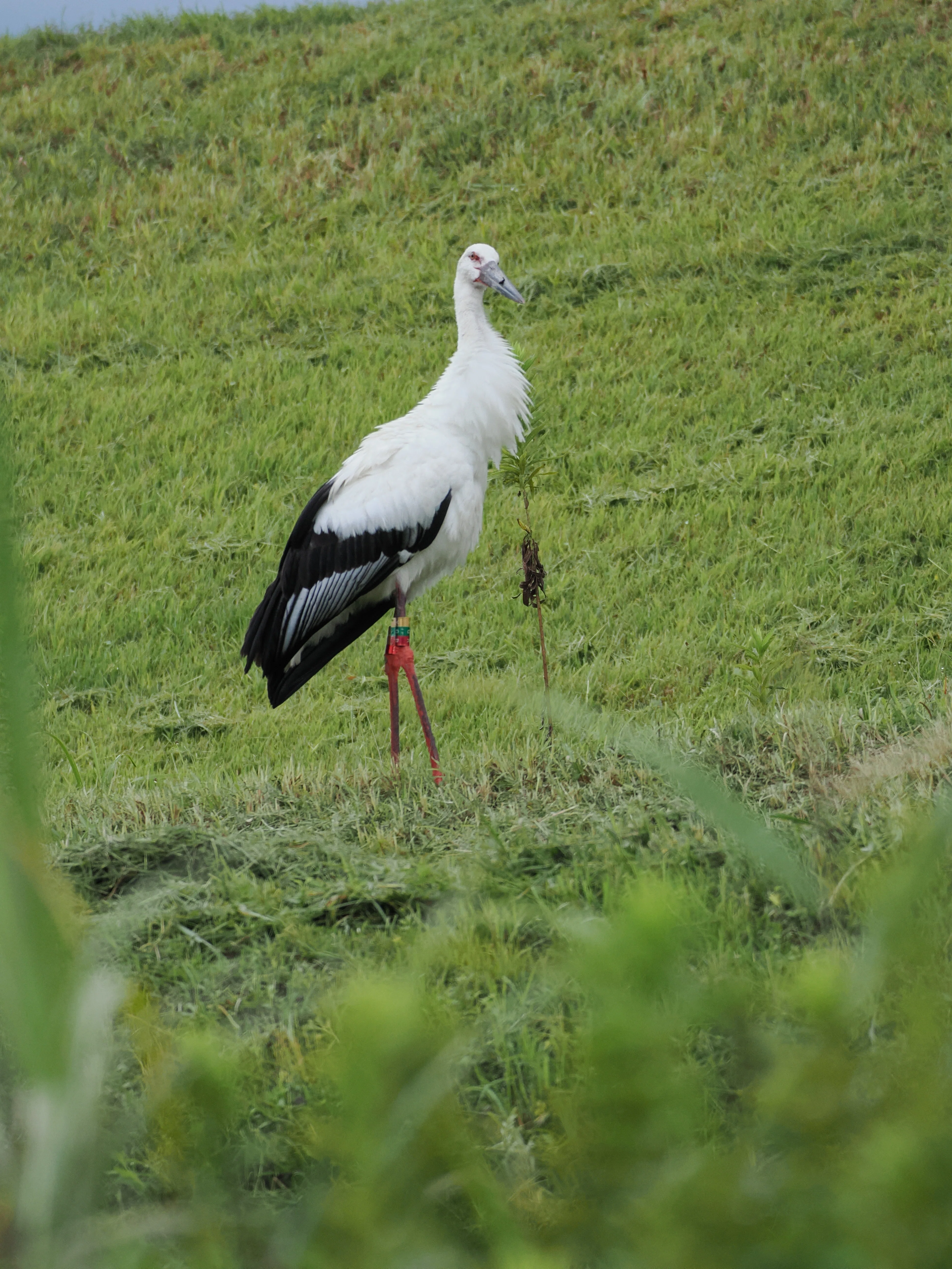 Toyooka means Oriental Storks! I tried searching for wild Oriental